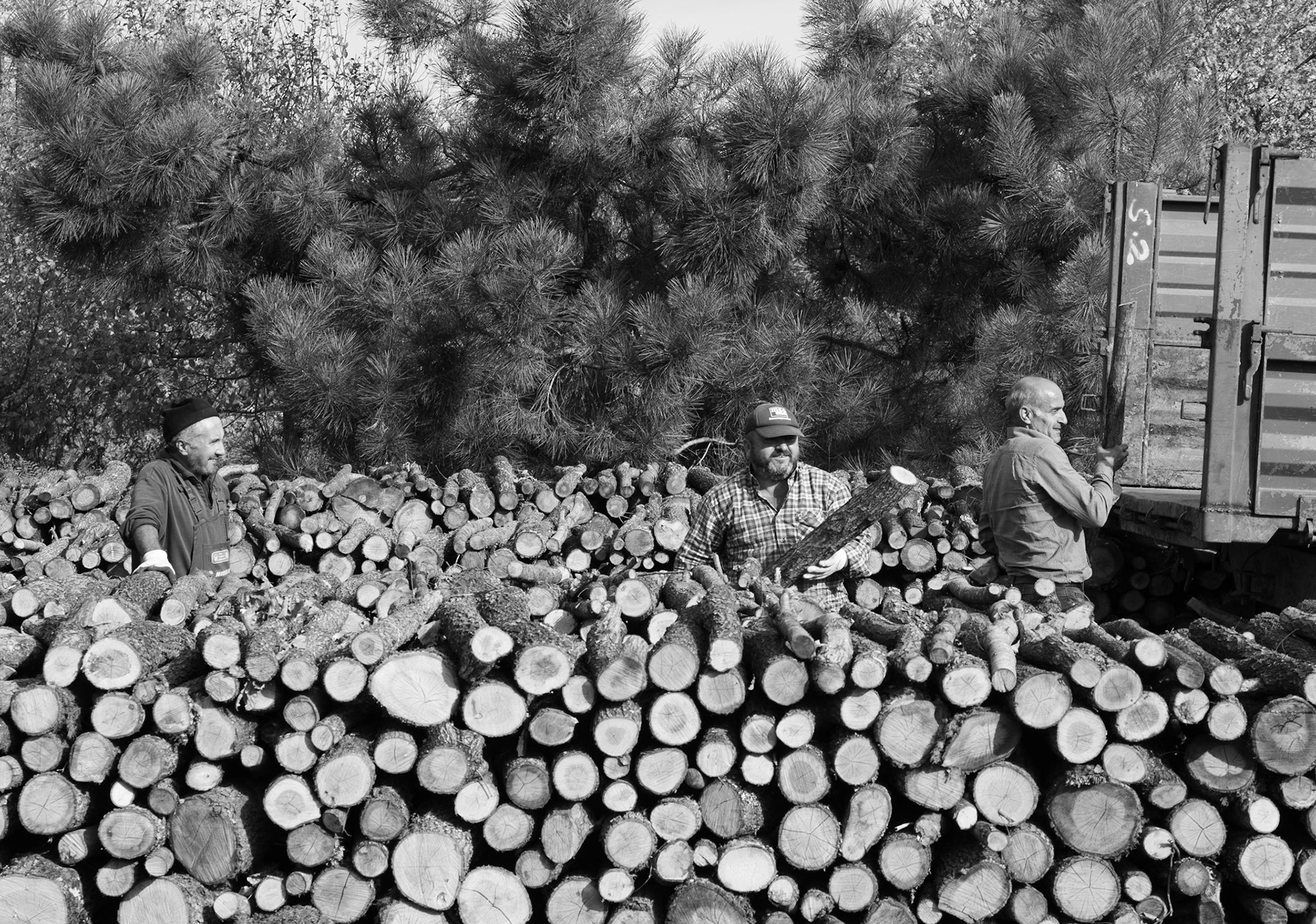Nazik forest: foresters at work