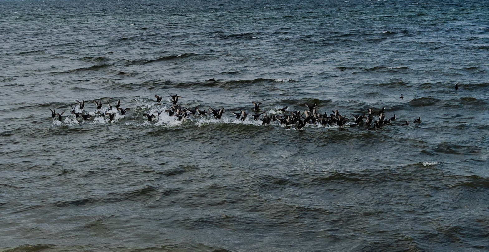 southwestern Küçükçekmece lake (Gümüşpala): a flock of Eurasian coots