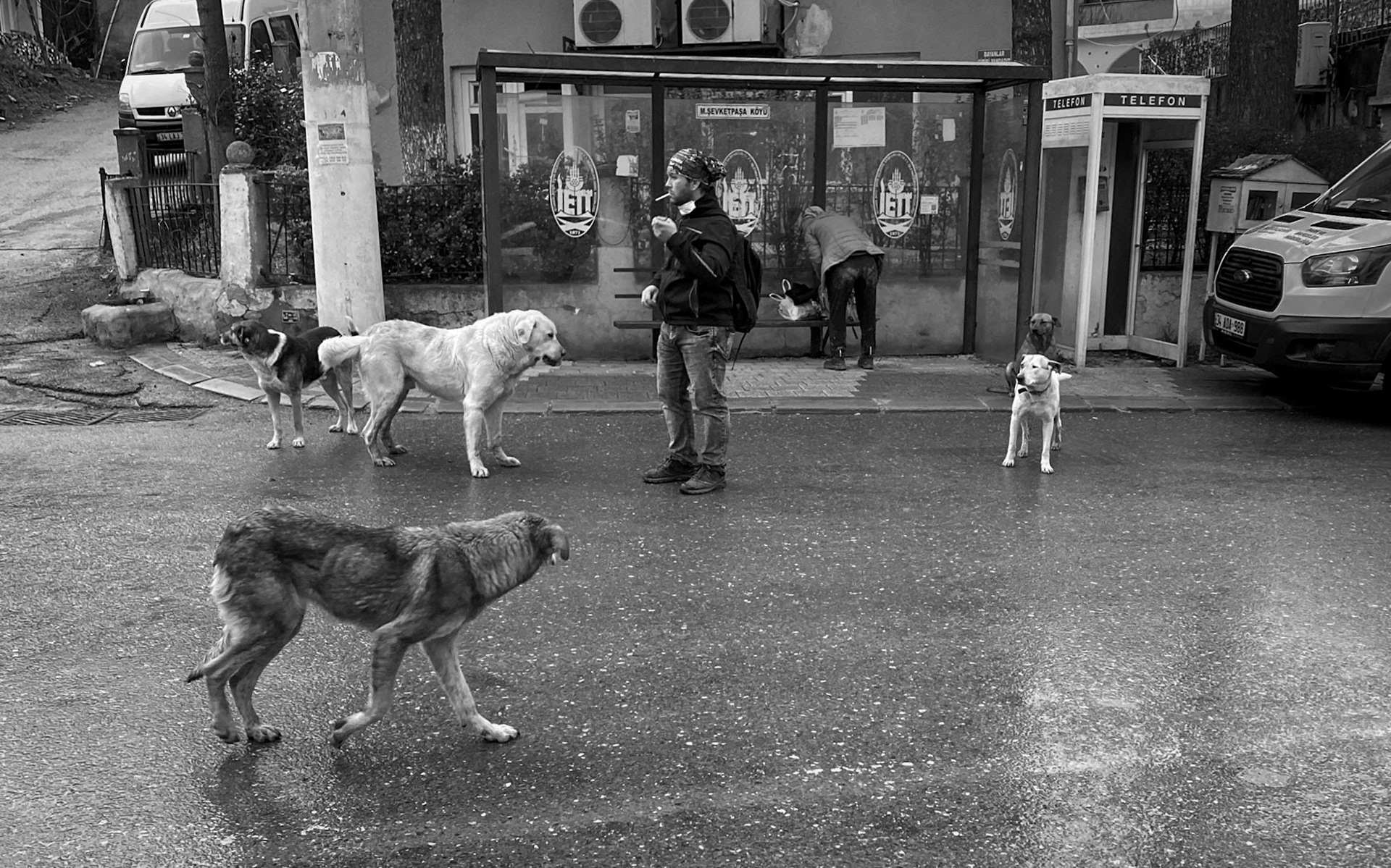 Mahmut Şevket Paşa: bus stop and village dogs