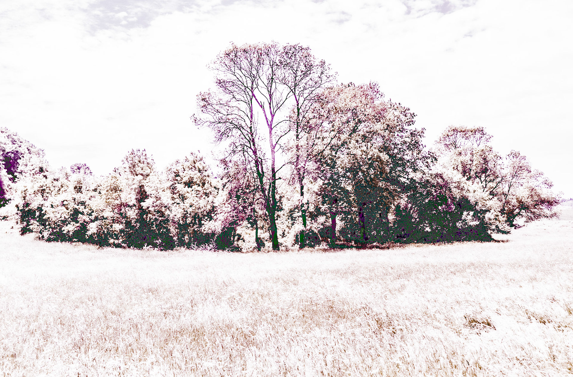 the northeastern Sazlıdere flower meadow: trees