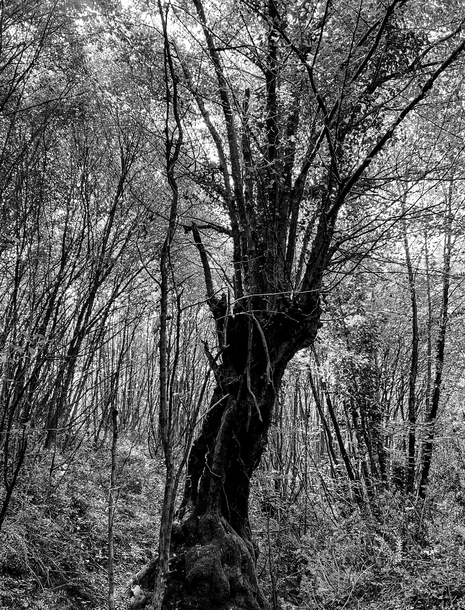 Kılıçlı southeastern streambed: venerable tree