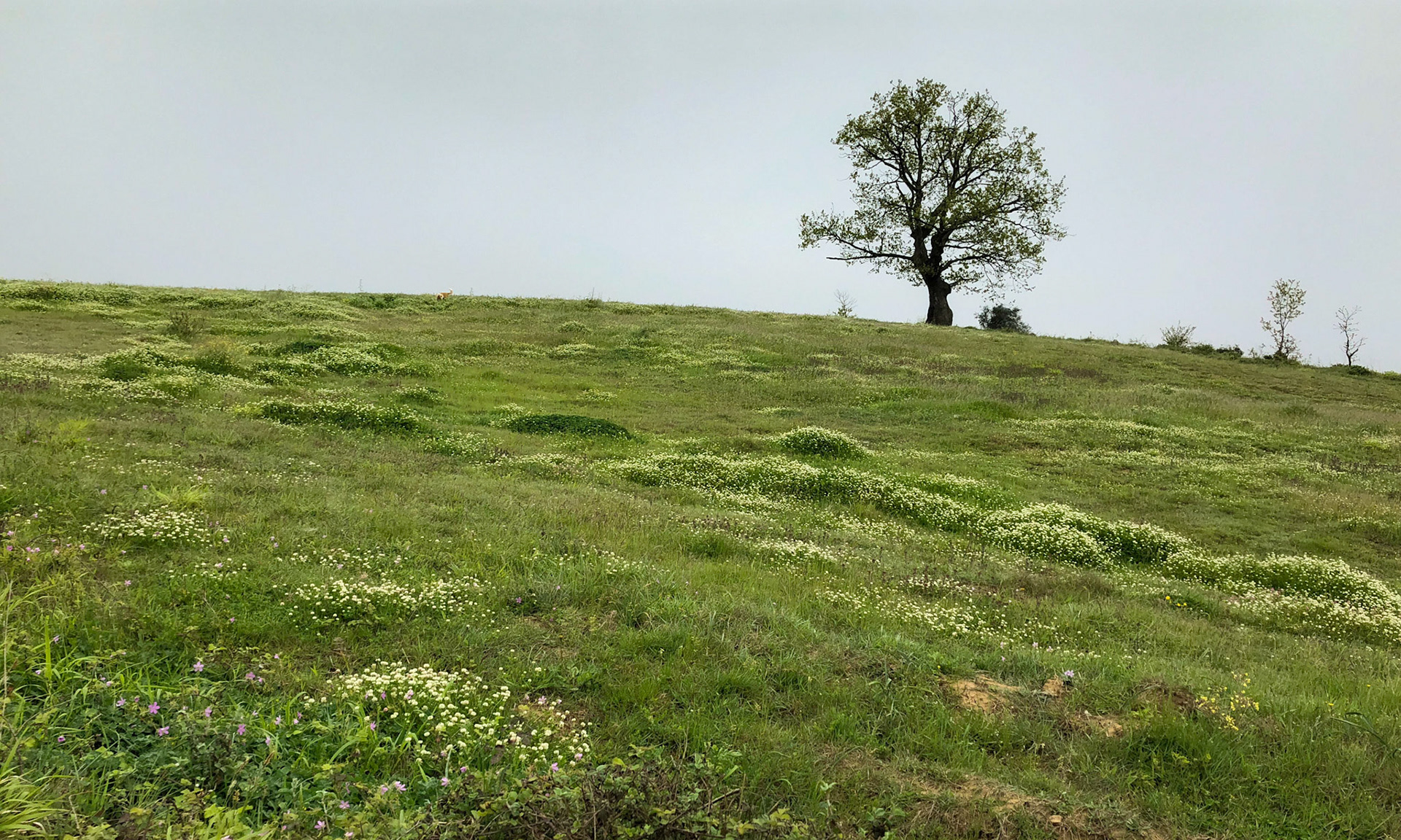 between Bozhane and Kılıçlı Köyü: spring meadow and solitary tree