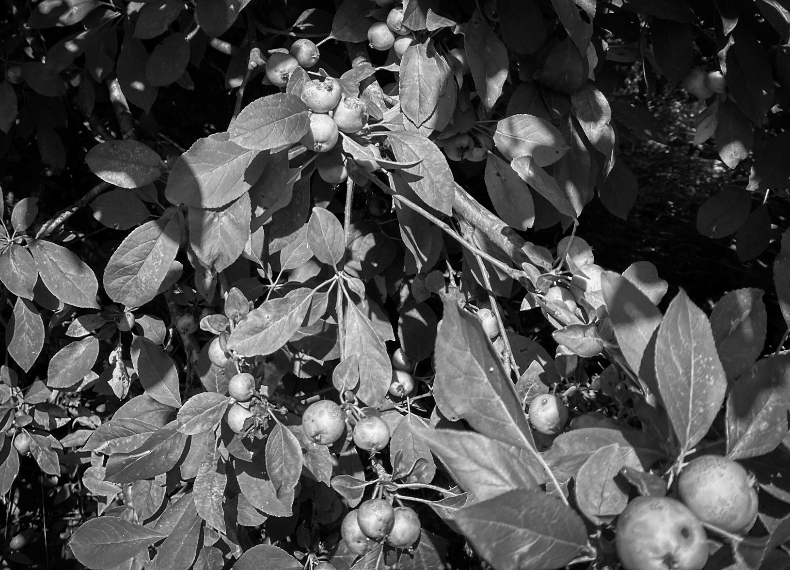 Kanlı reservoir: crab-apples (?)