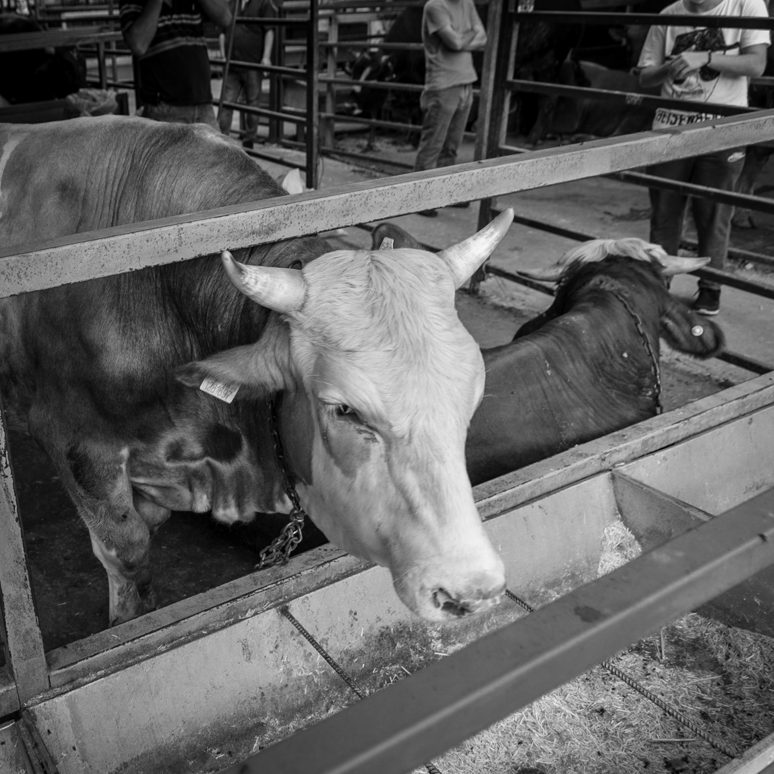 Alibeyköy Kurban Satış ve Kesim Alanı: bullocks in the selling pen