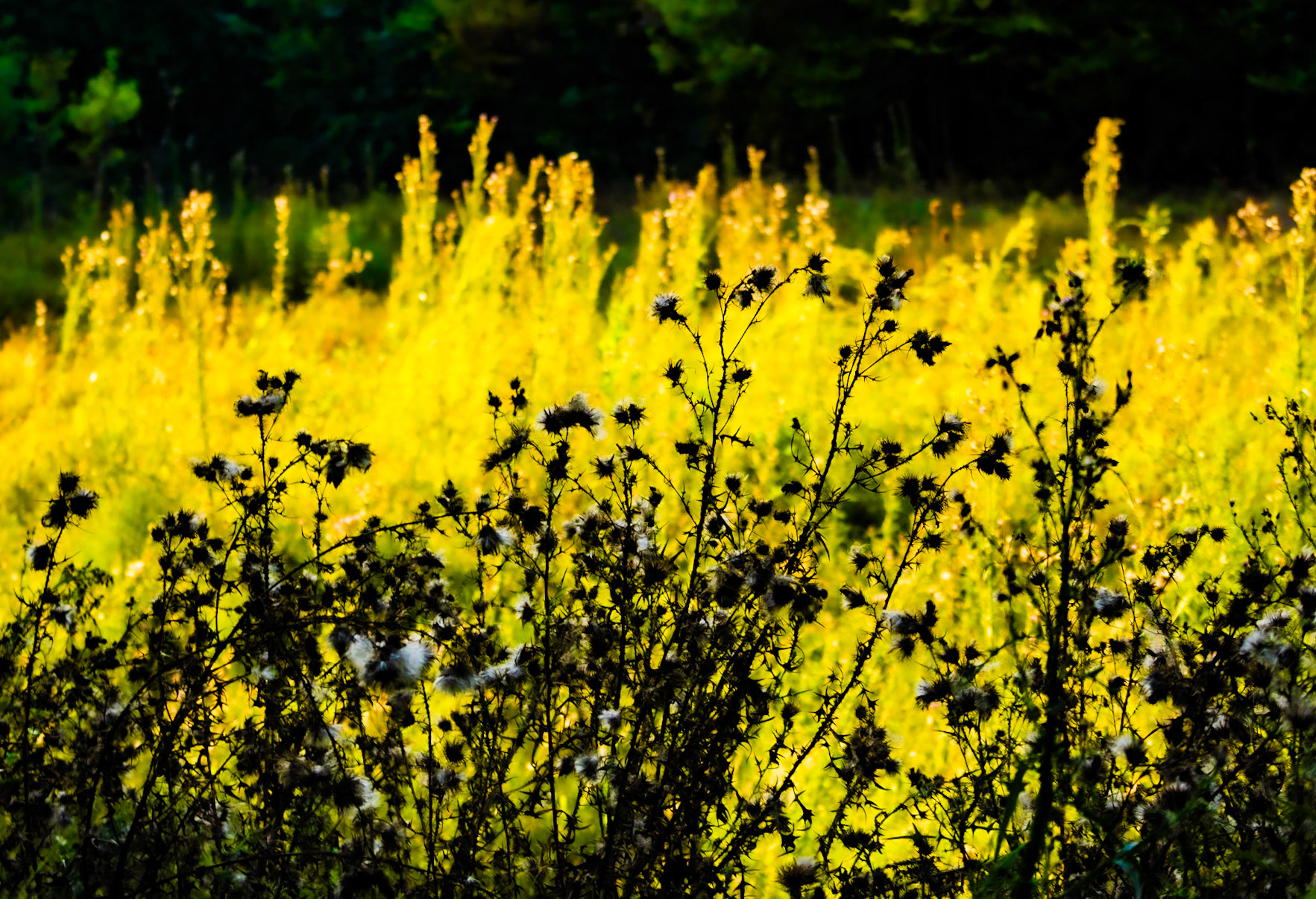 İshaklı forest: band of yellow flowers