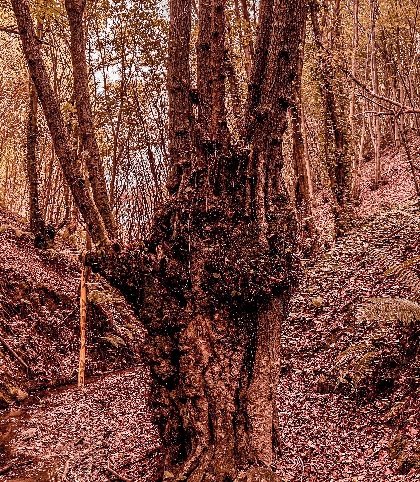 Zerzevat east streamwalk: old tree