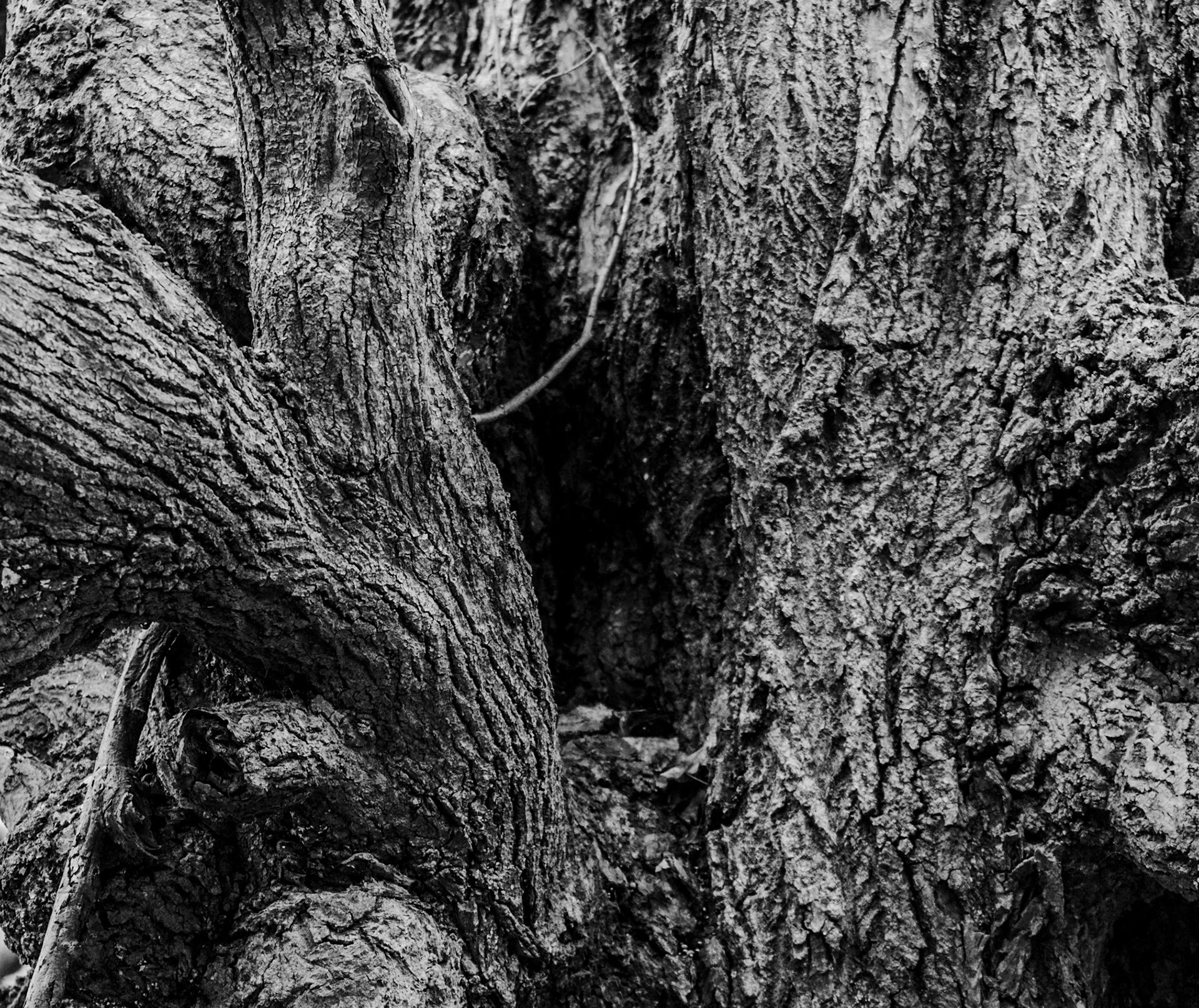 Alibahadır western forest stream valley: ancient tree