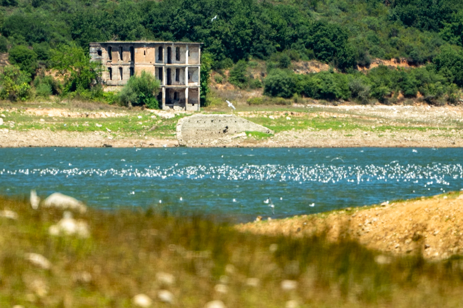 western Ömerli reservoir: the ruined manor and floating gulls