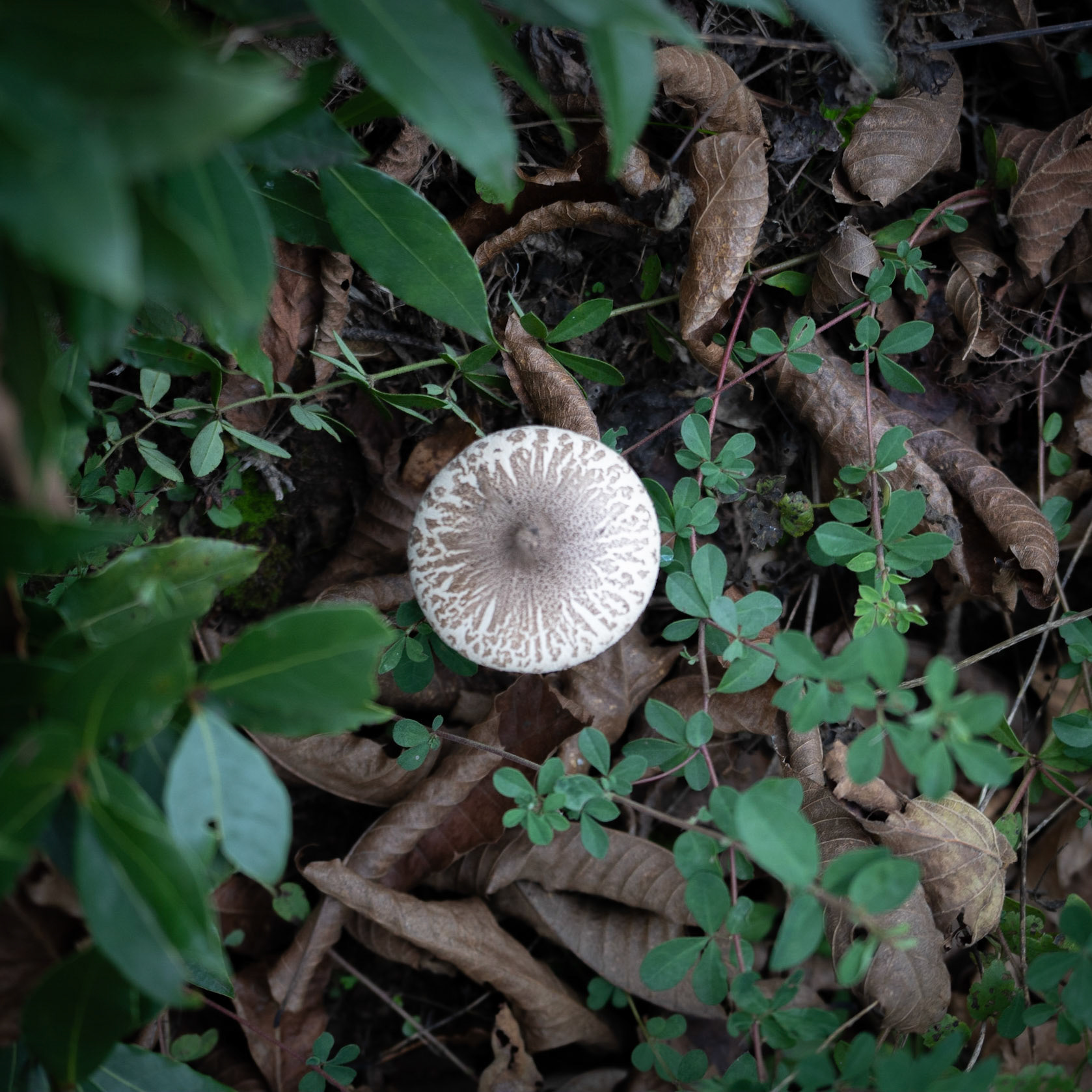 Kaynarca forest: white and fawn toadstool