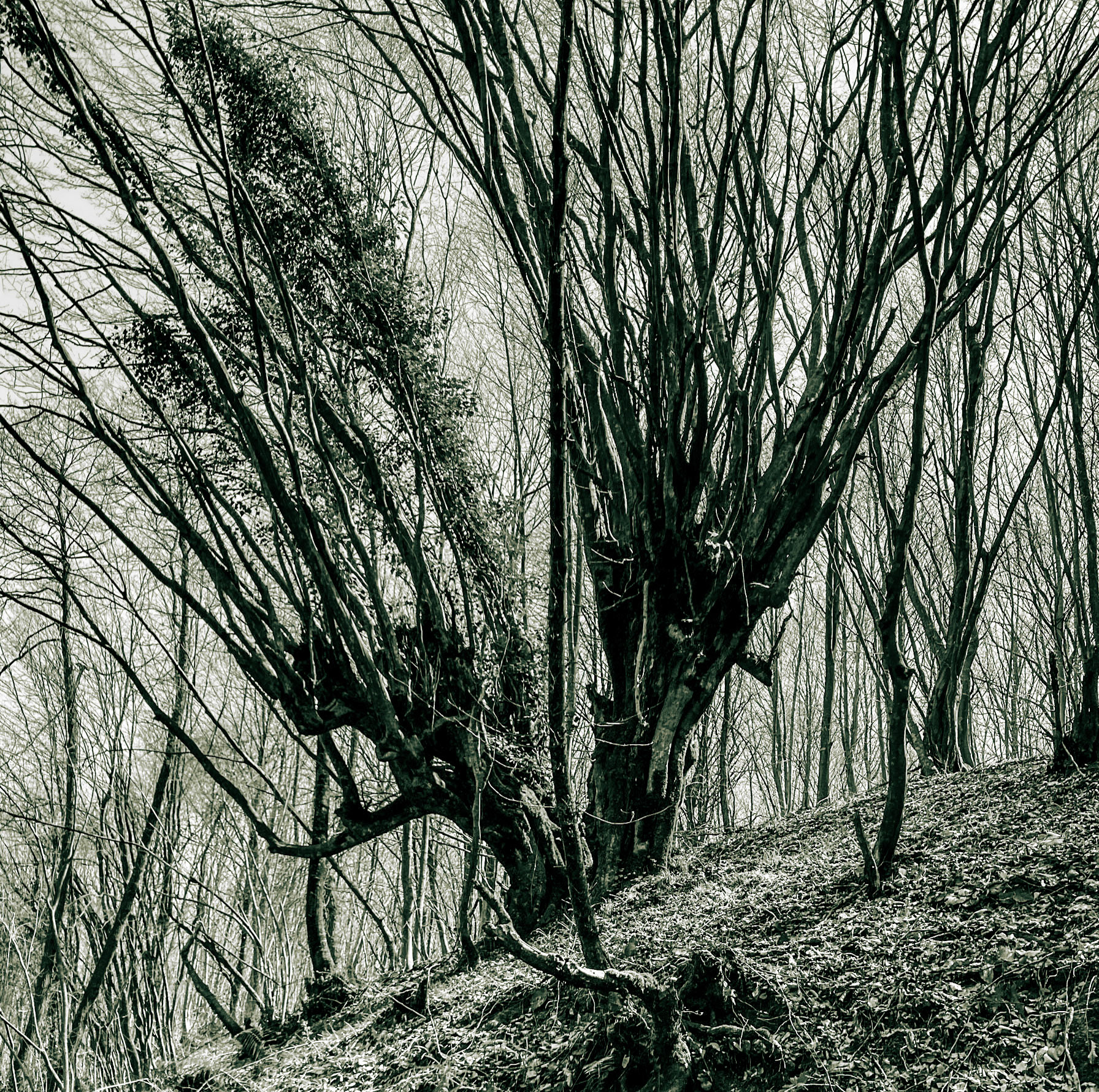 Zerzevat stream valley: double old tree