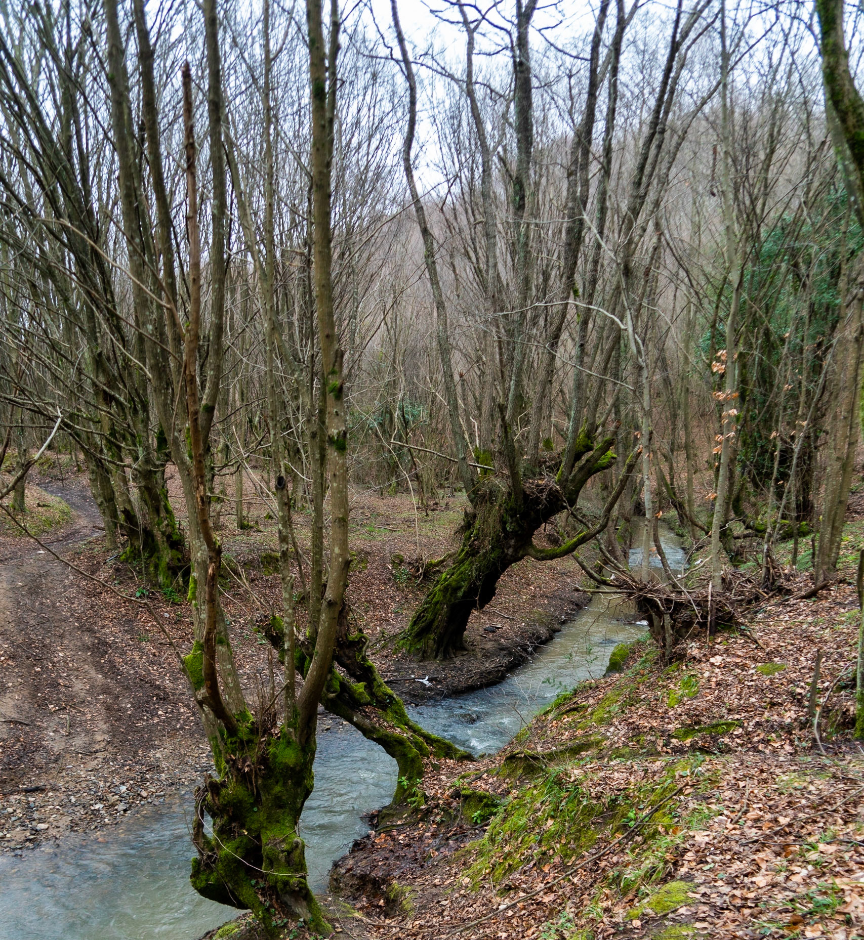 Kozu Deresi valleys: stream and old trees