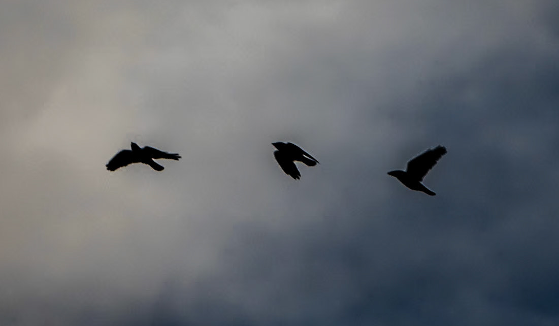Küçükçekmece northwestern marsh: 3 avian silhouettes