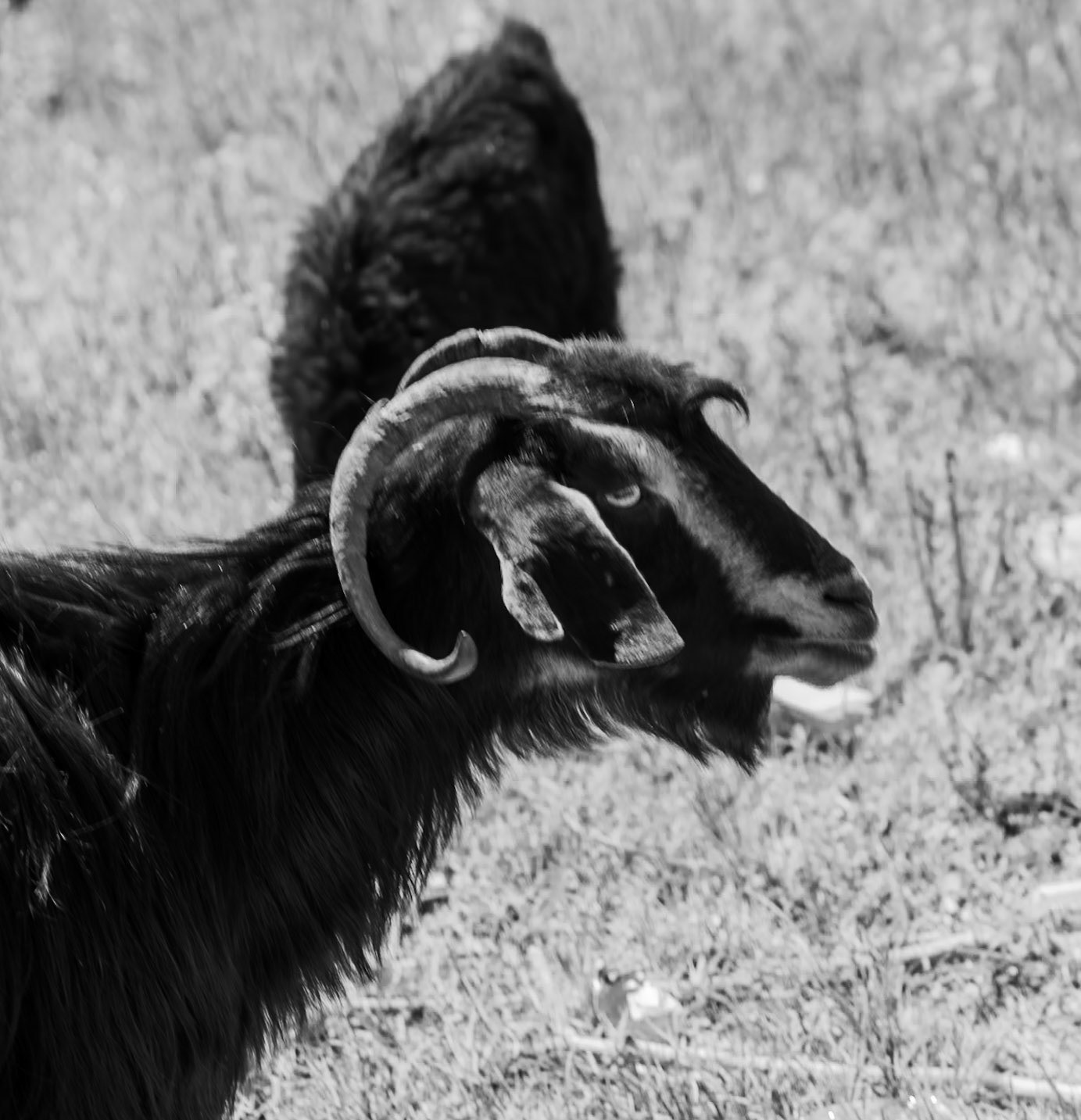 Ömerli shoreline walk: portrait of a goat