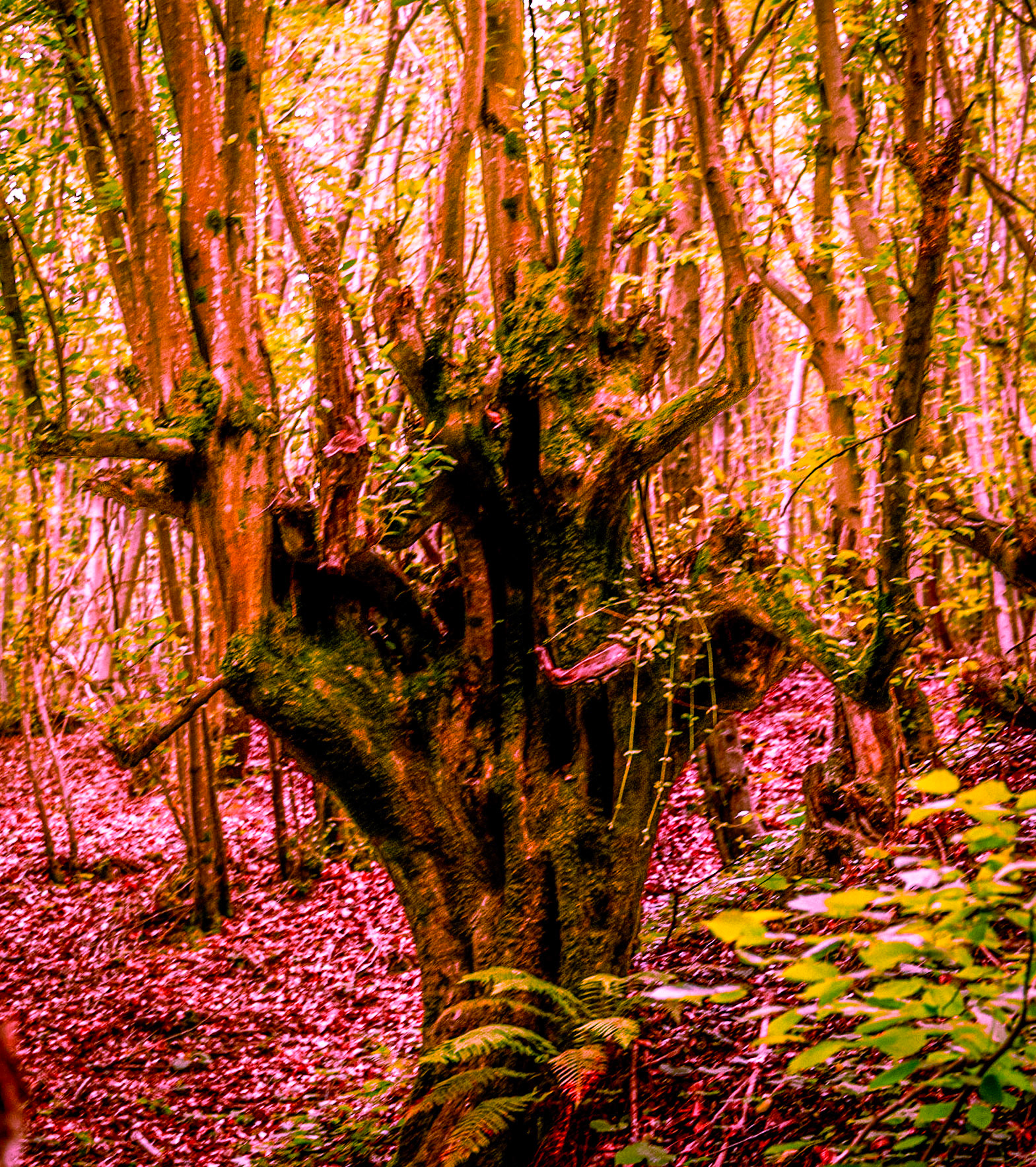 Zerzevatçı streamwalk: venerable tree