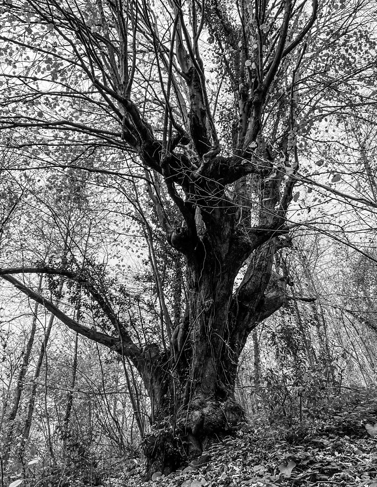 Alibahadır western forest stream valley: ancient tree