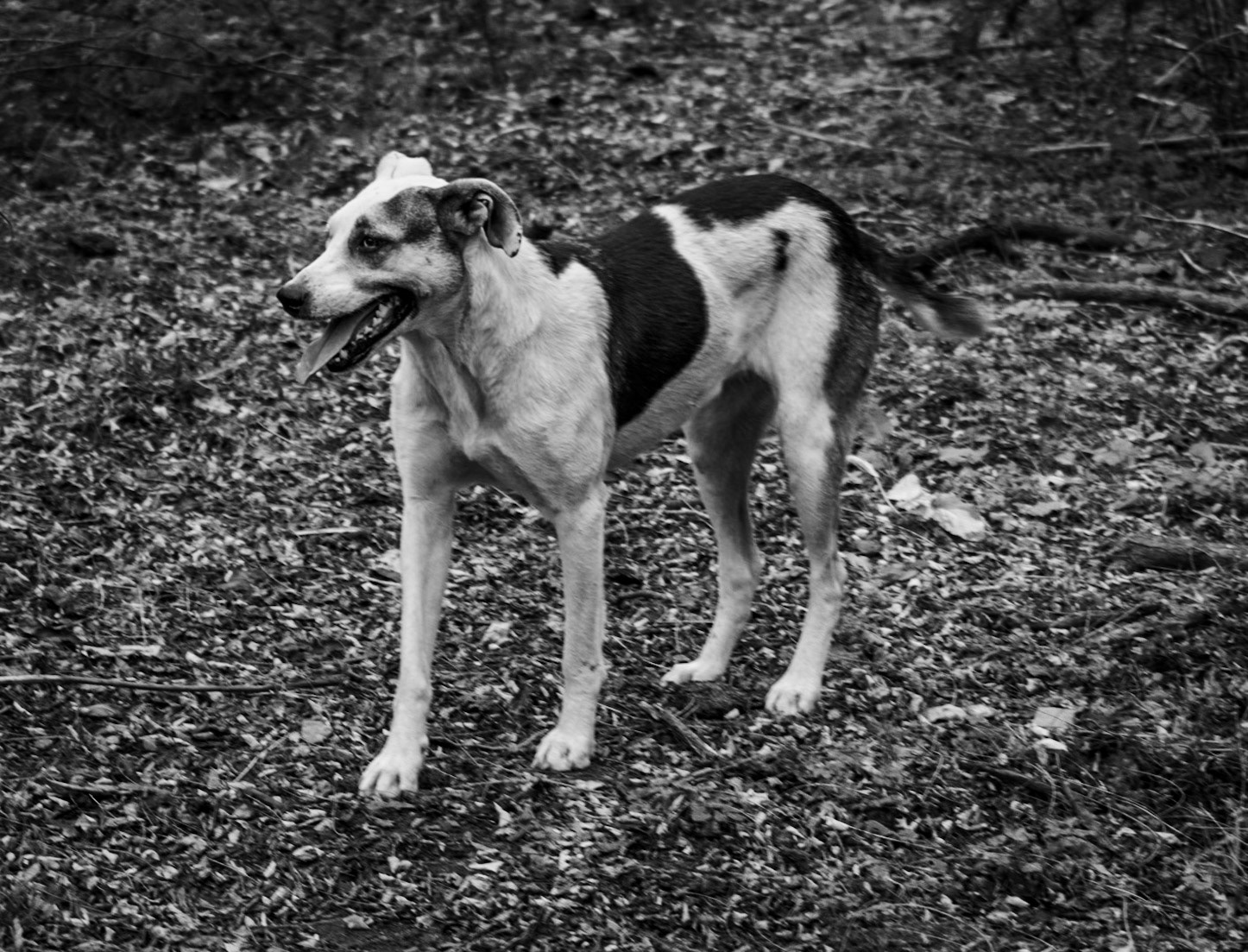 Tokatköy forest: our daydog