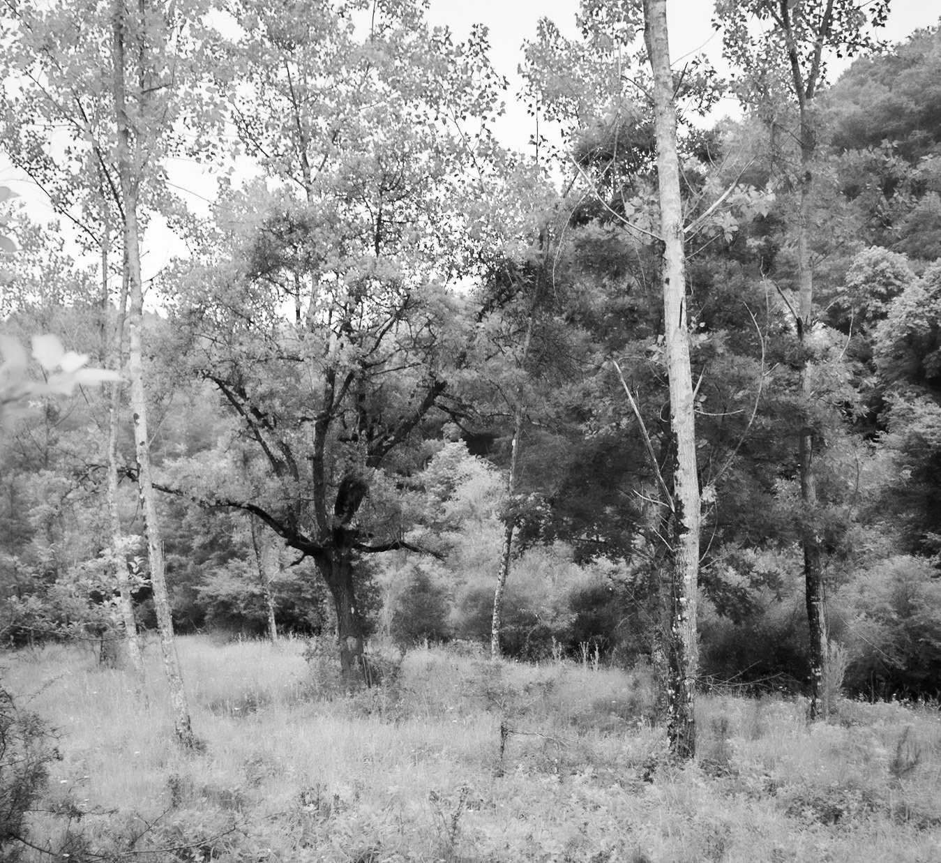 Sığırlık gorge: tree circle