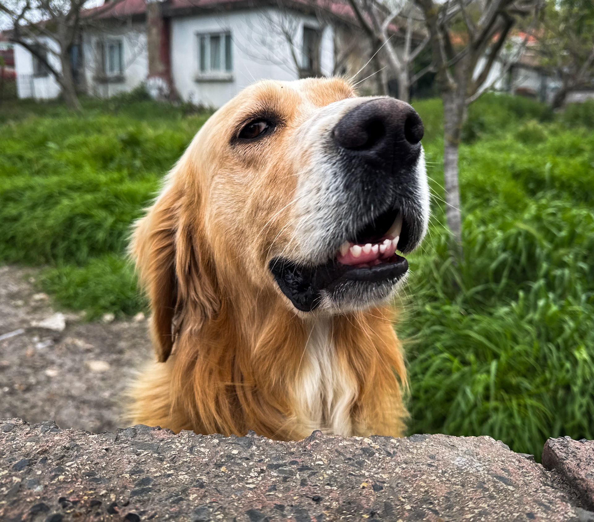 Baklali: Alp's dog greets us