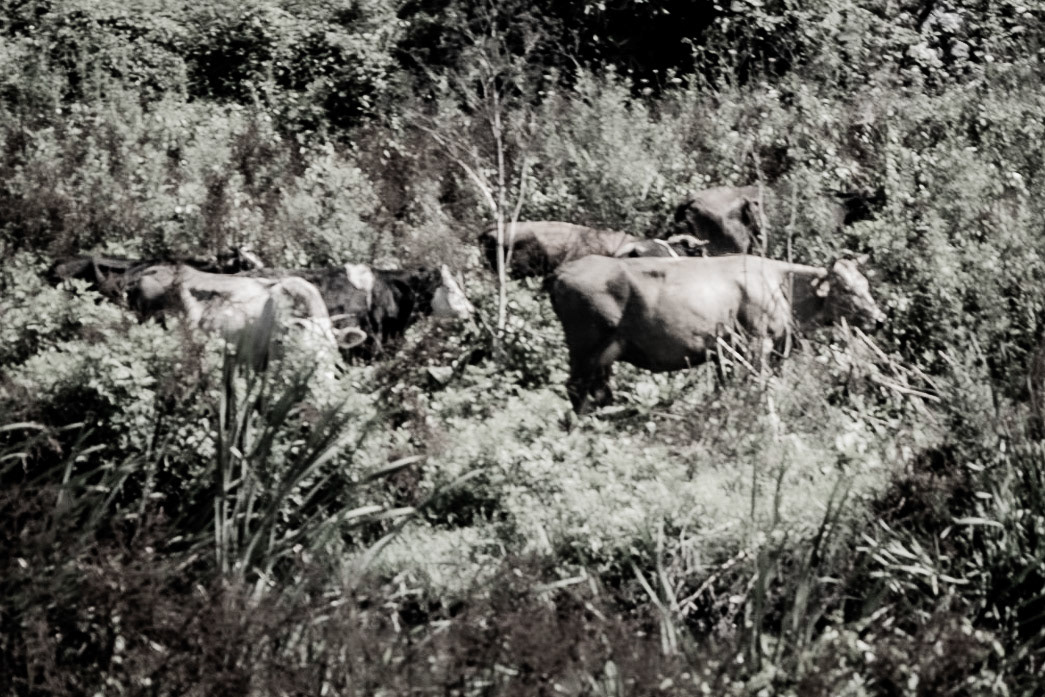 Çayǧız Deresi: cows in the undergrowth