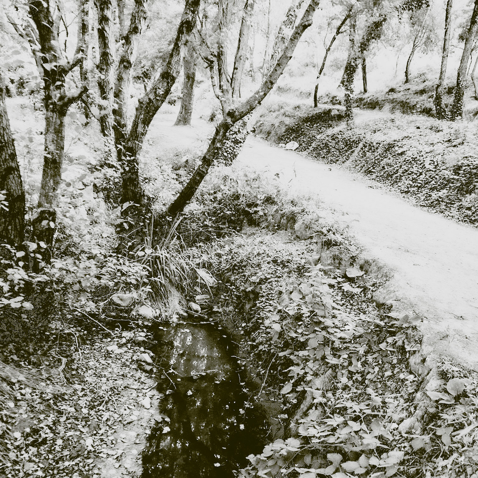 Üçüz woodland: stream and track