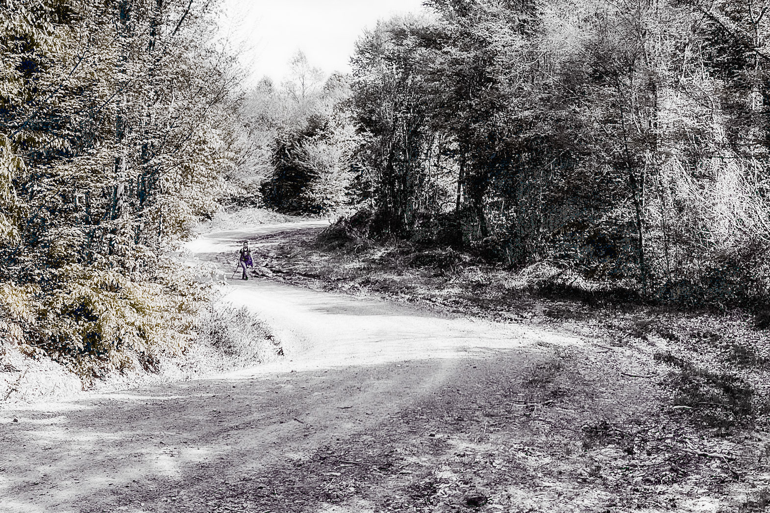 Polonezköy SW forest: walking on a forest road