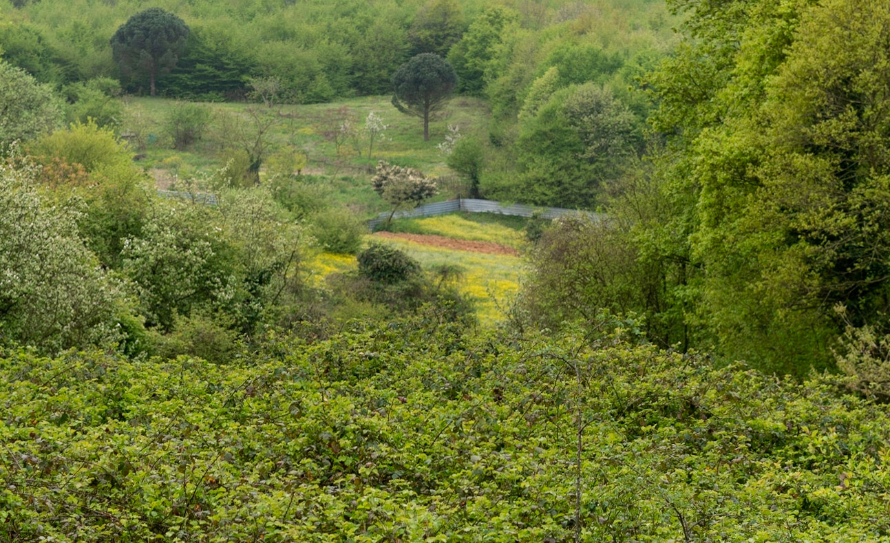 between Bozhane and Kılıçlı Köyü: flowering crops
