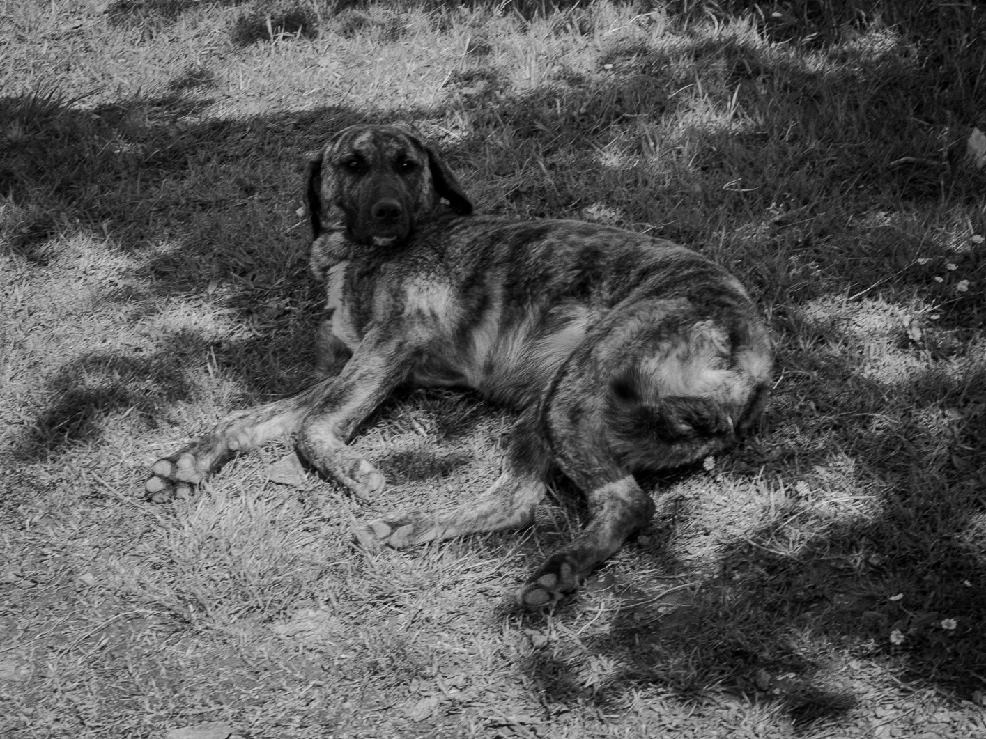 between Yeniköy and Durusu: a sleepy dog