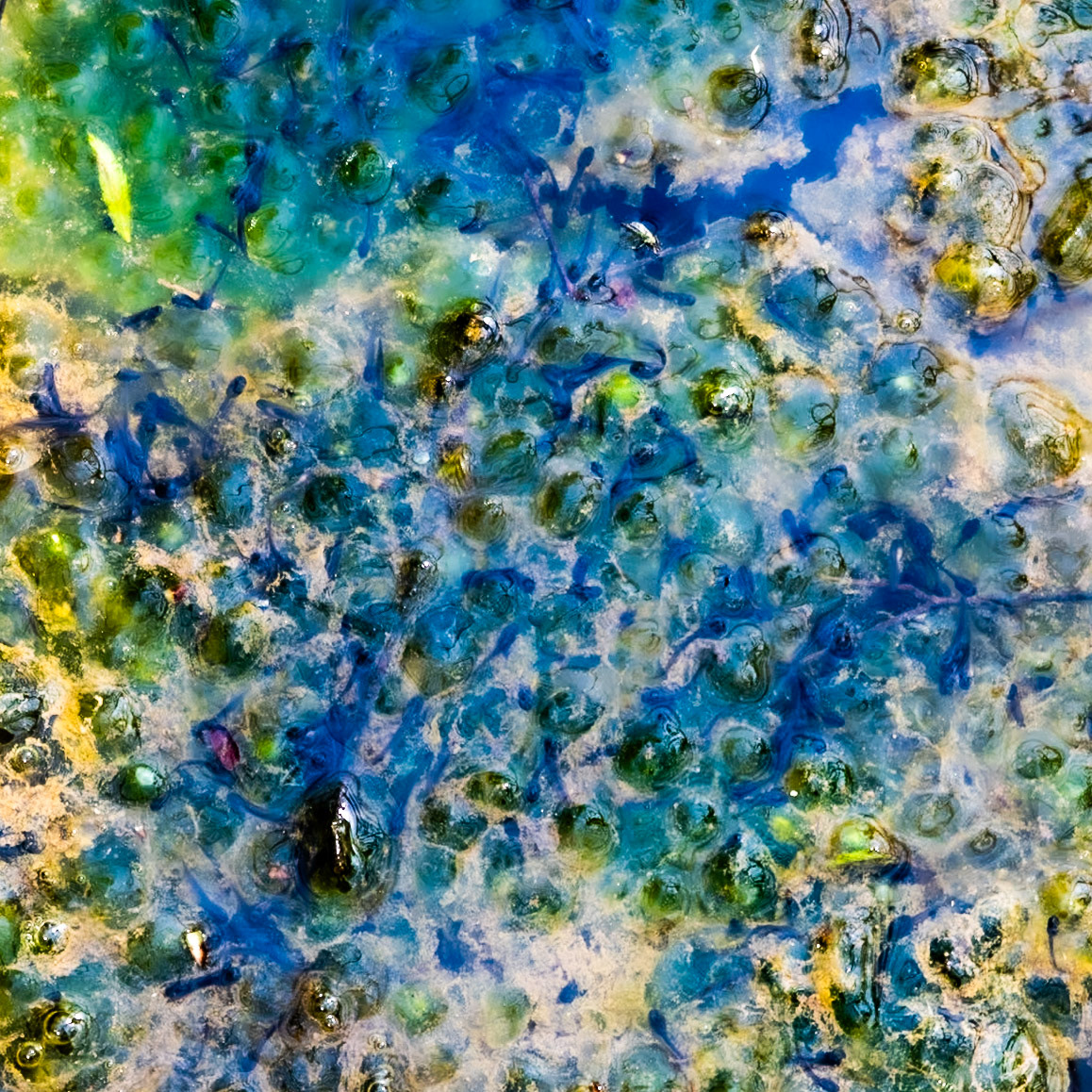 Dereseki stream valley: frog spawn in an artificial light