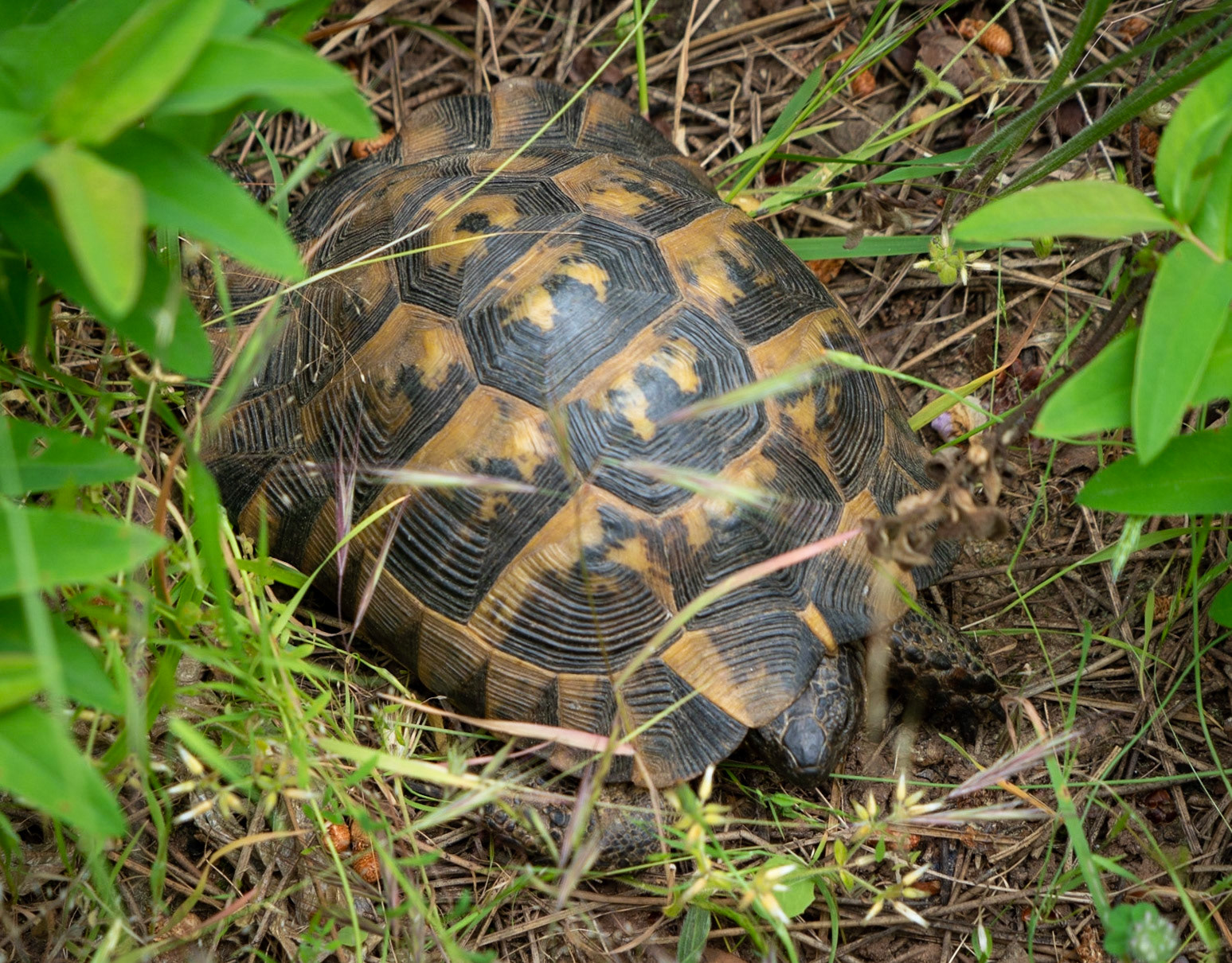 Adadaǧ hills: tortoise