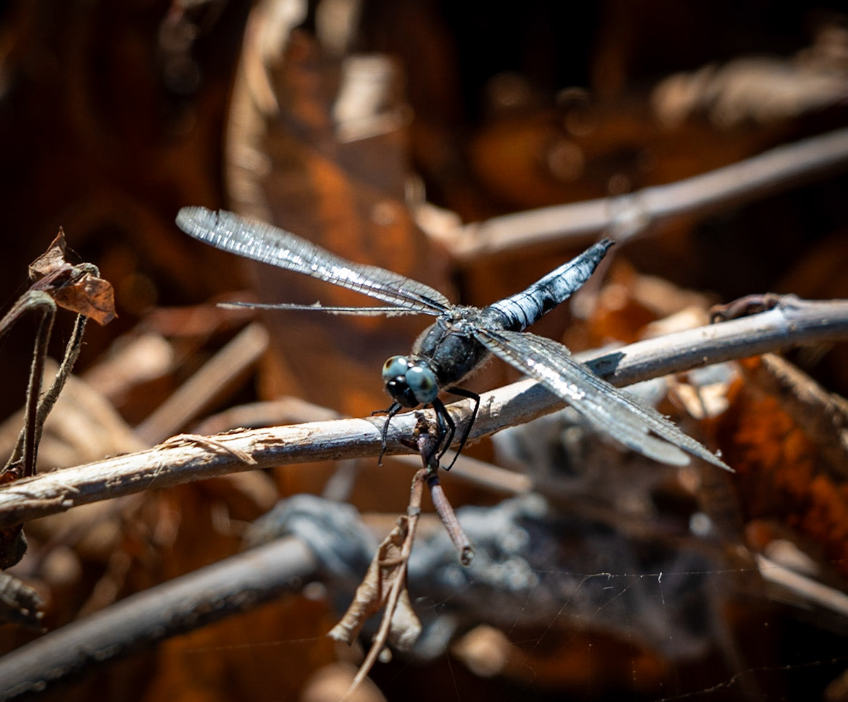 Paşaköy gorge: dragonfly