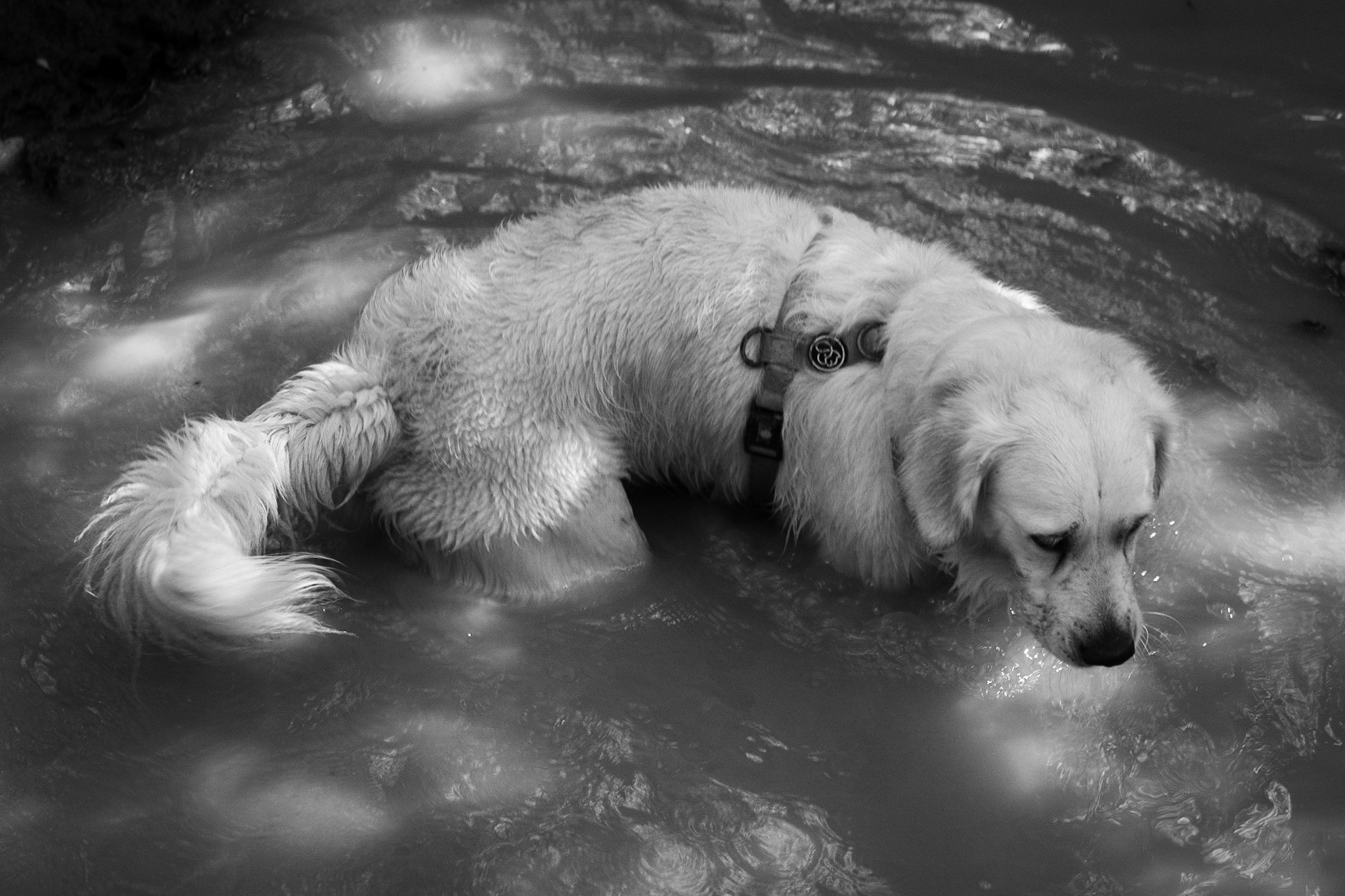 Atdosun forest: mud-loving Lucia