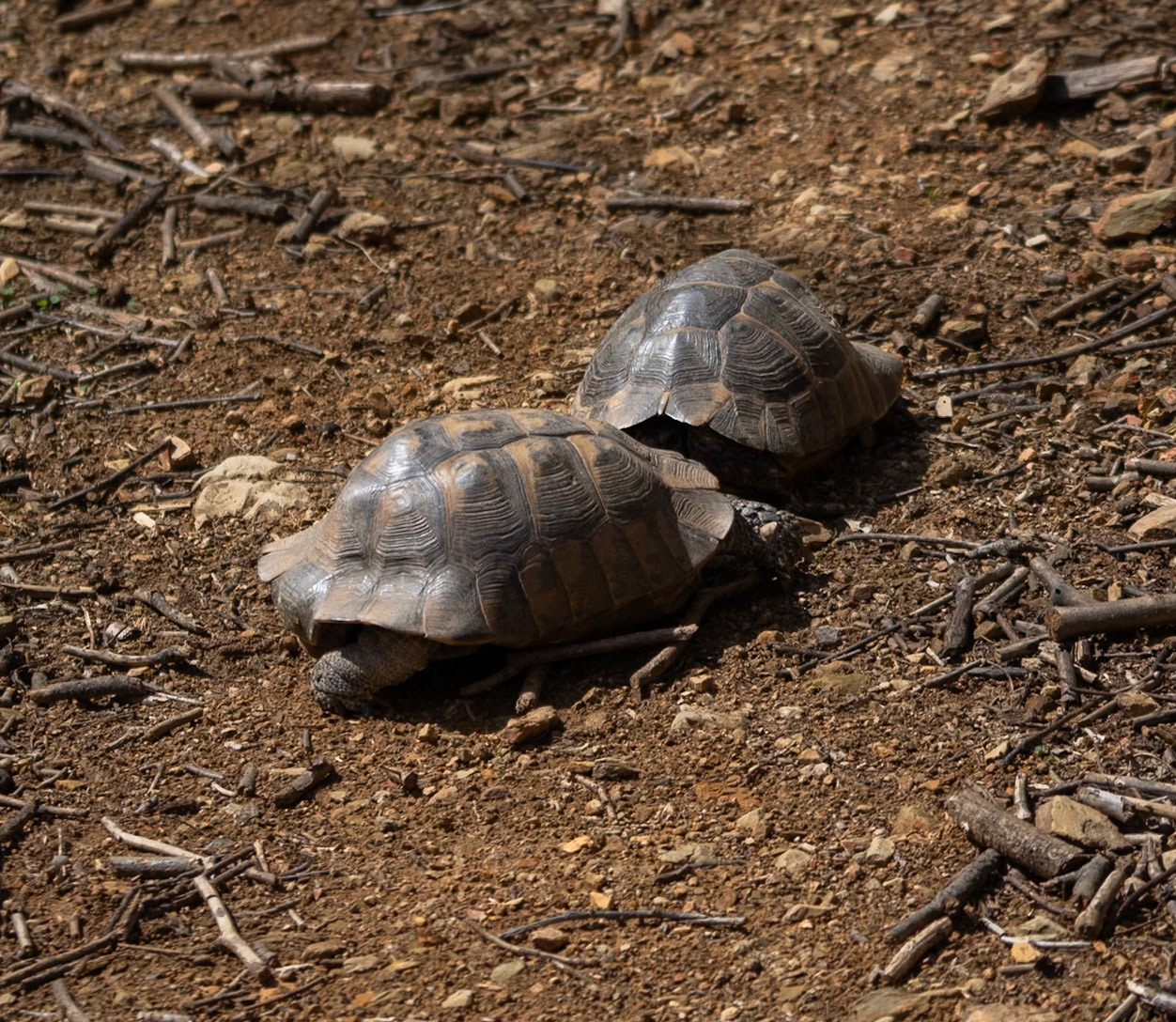 Akbaba northern forest: tortoises on a date