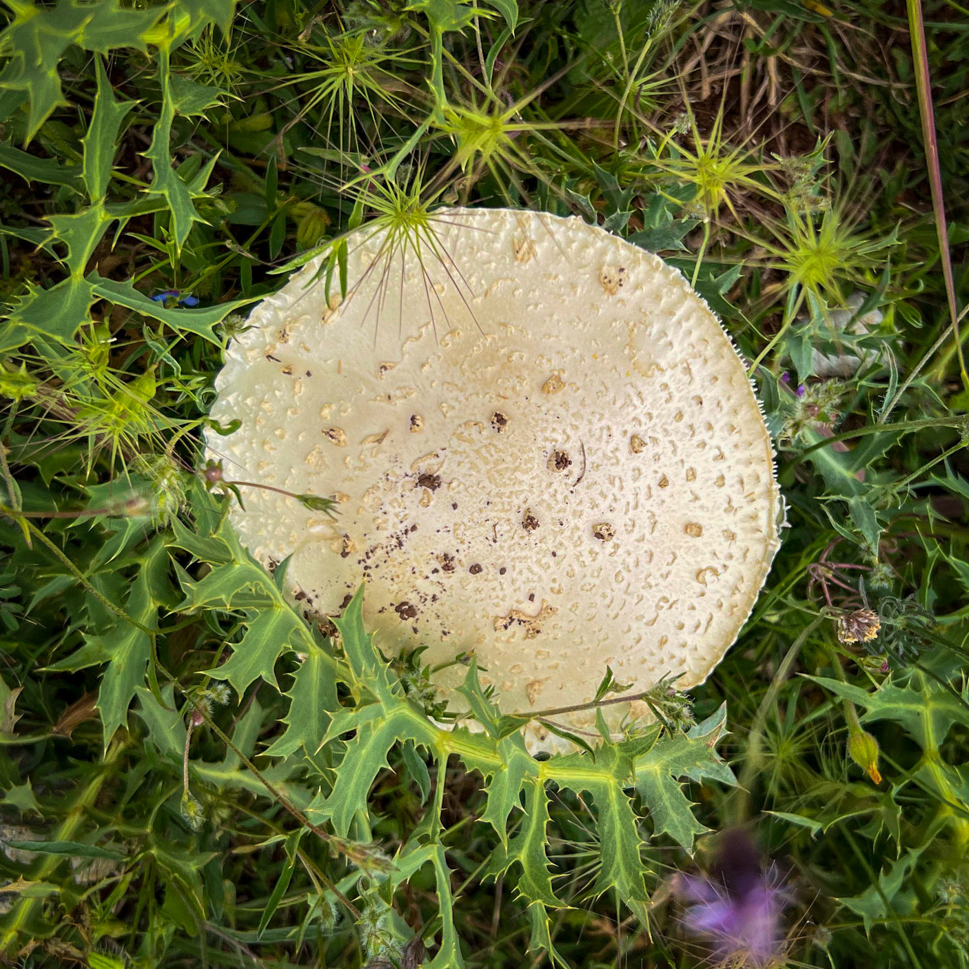 Kocabayır hill: a light brown mushroom