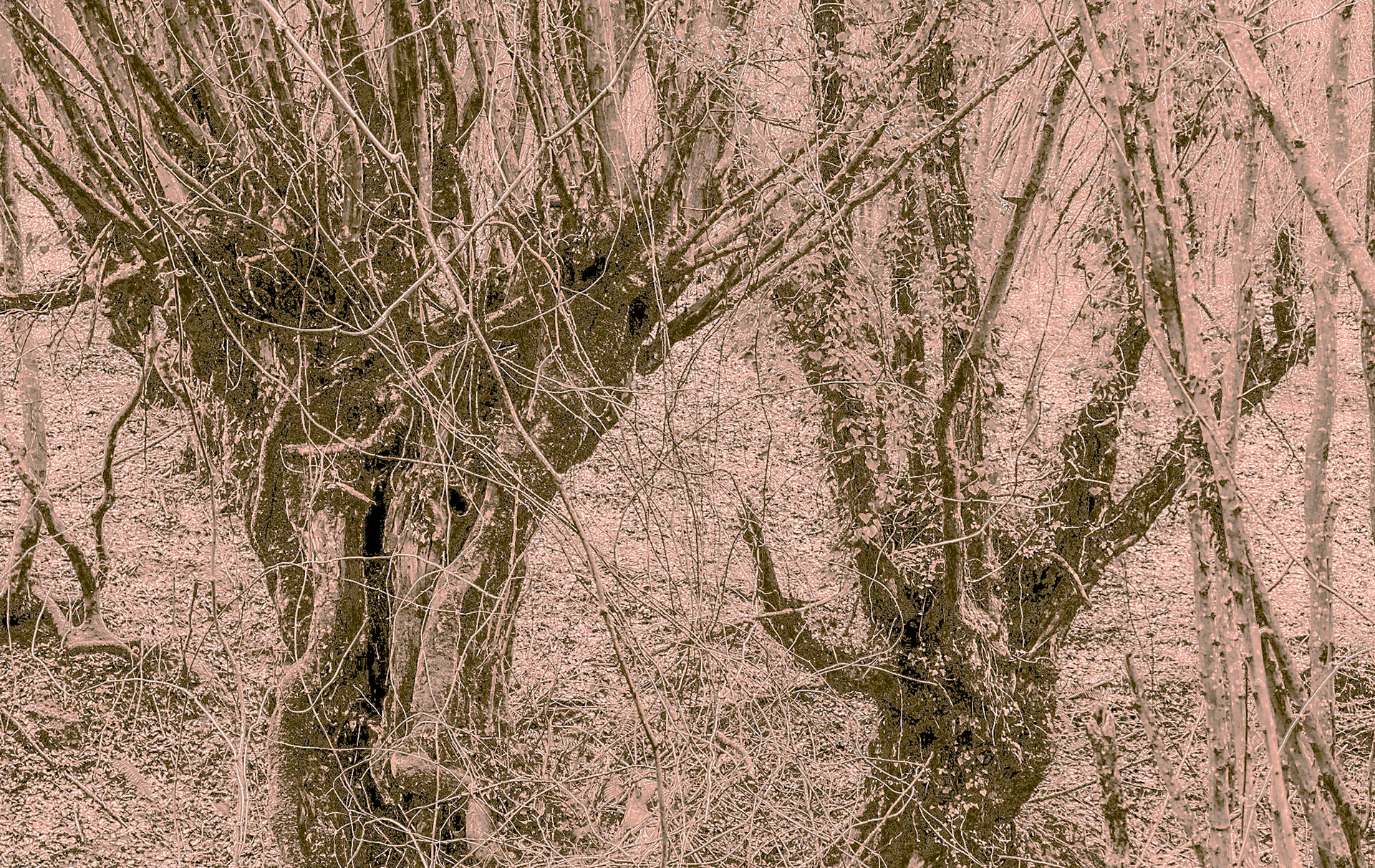 Kozu Deresi valleys: old trees