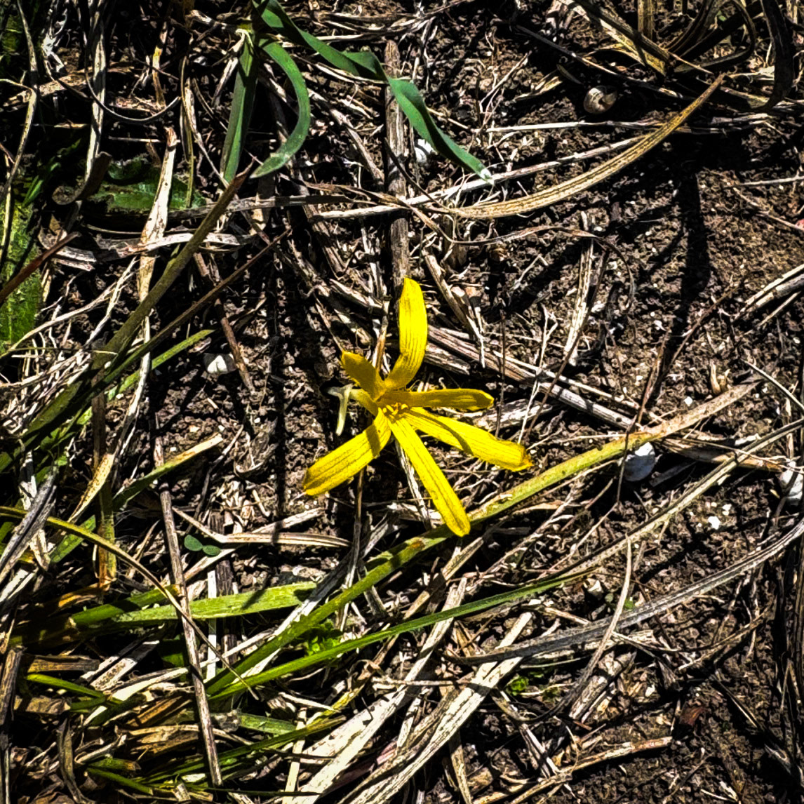 Şişekumları valley: yellow autumn flower (probably yellow star-of-Bethlehem)