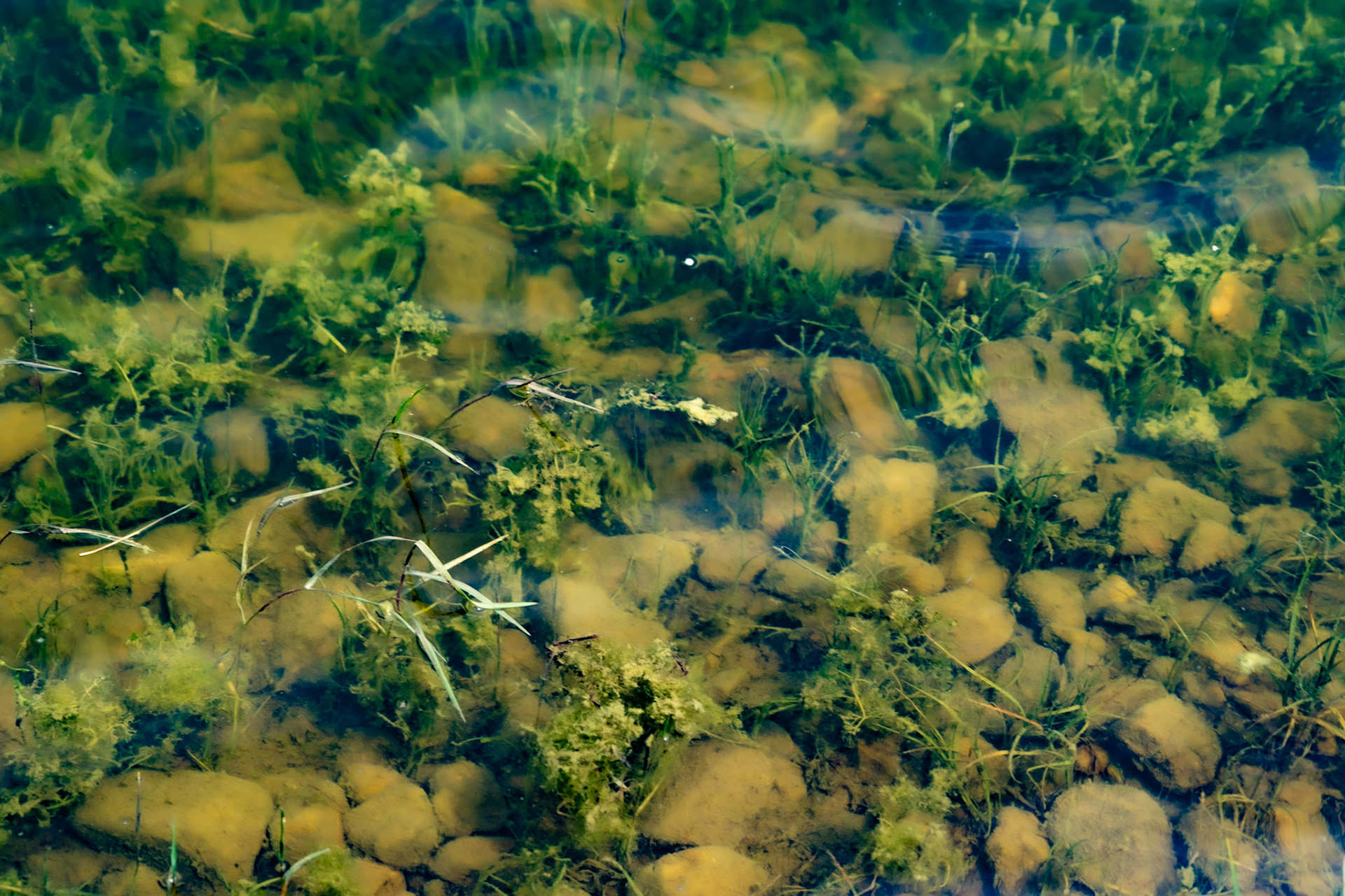 Ömerli reservoir: underwater stones