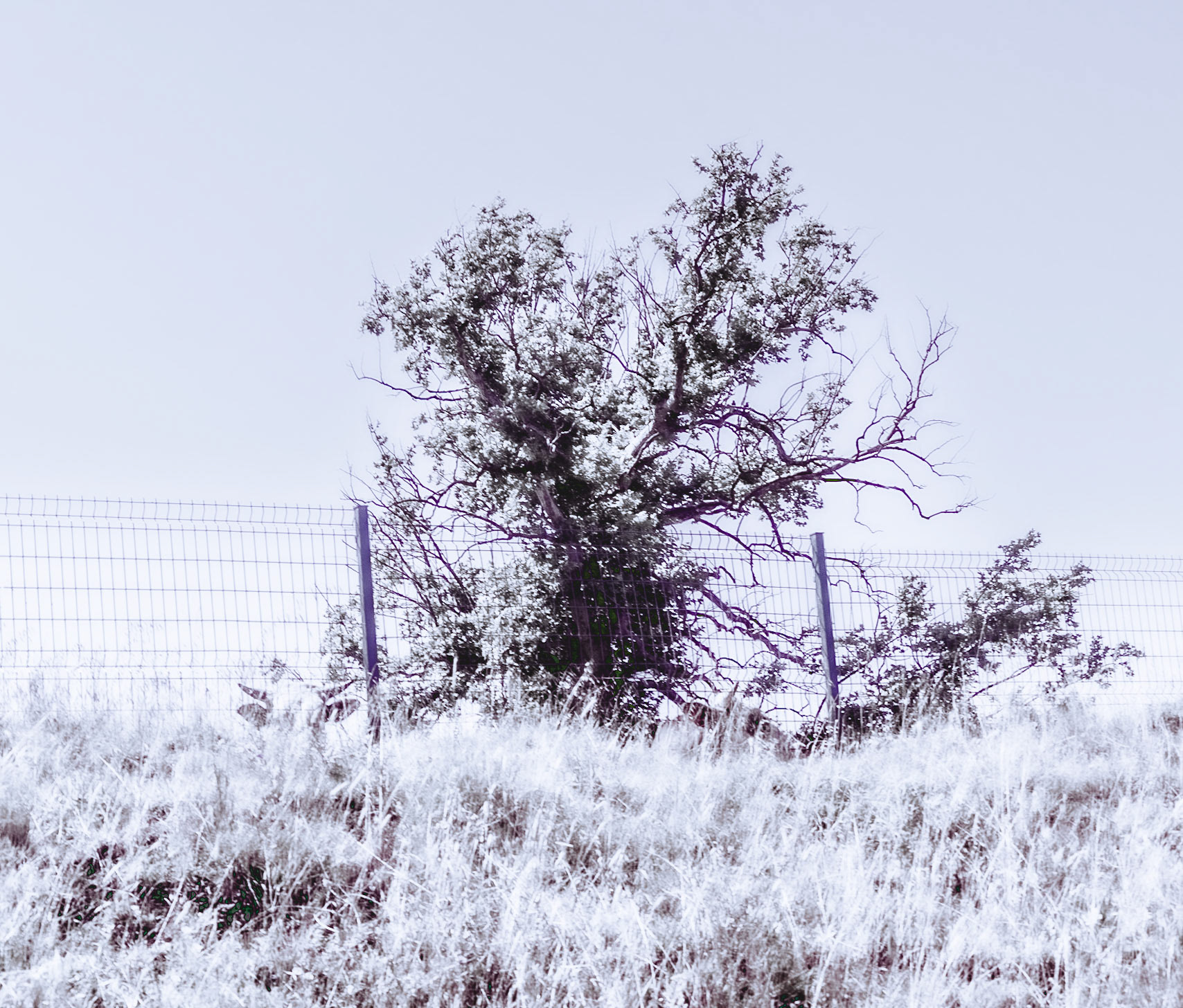 Çayǧız Deresi: a dying tree