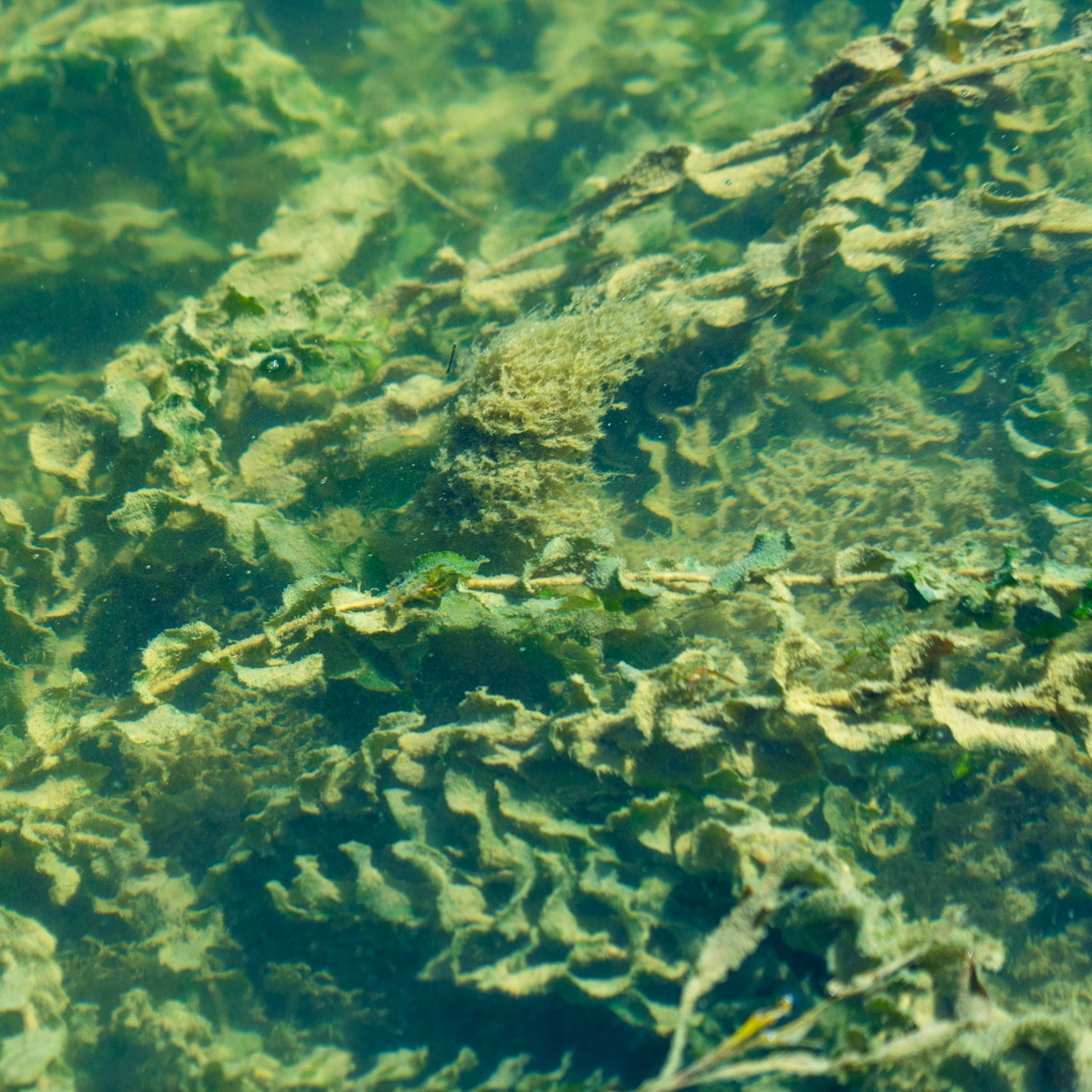 Ömerli shoreline walk: water plants
