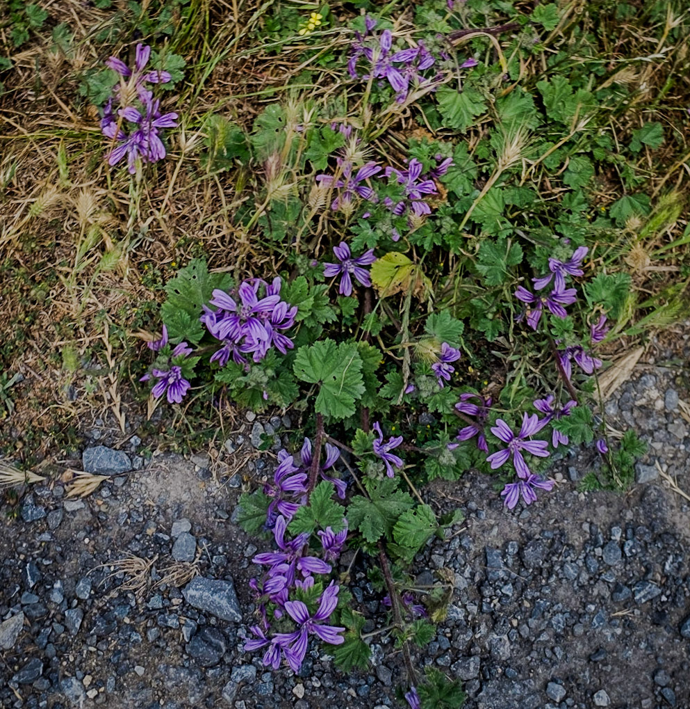 between Germe and Baklalı: striped purple flowers of the common mallow