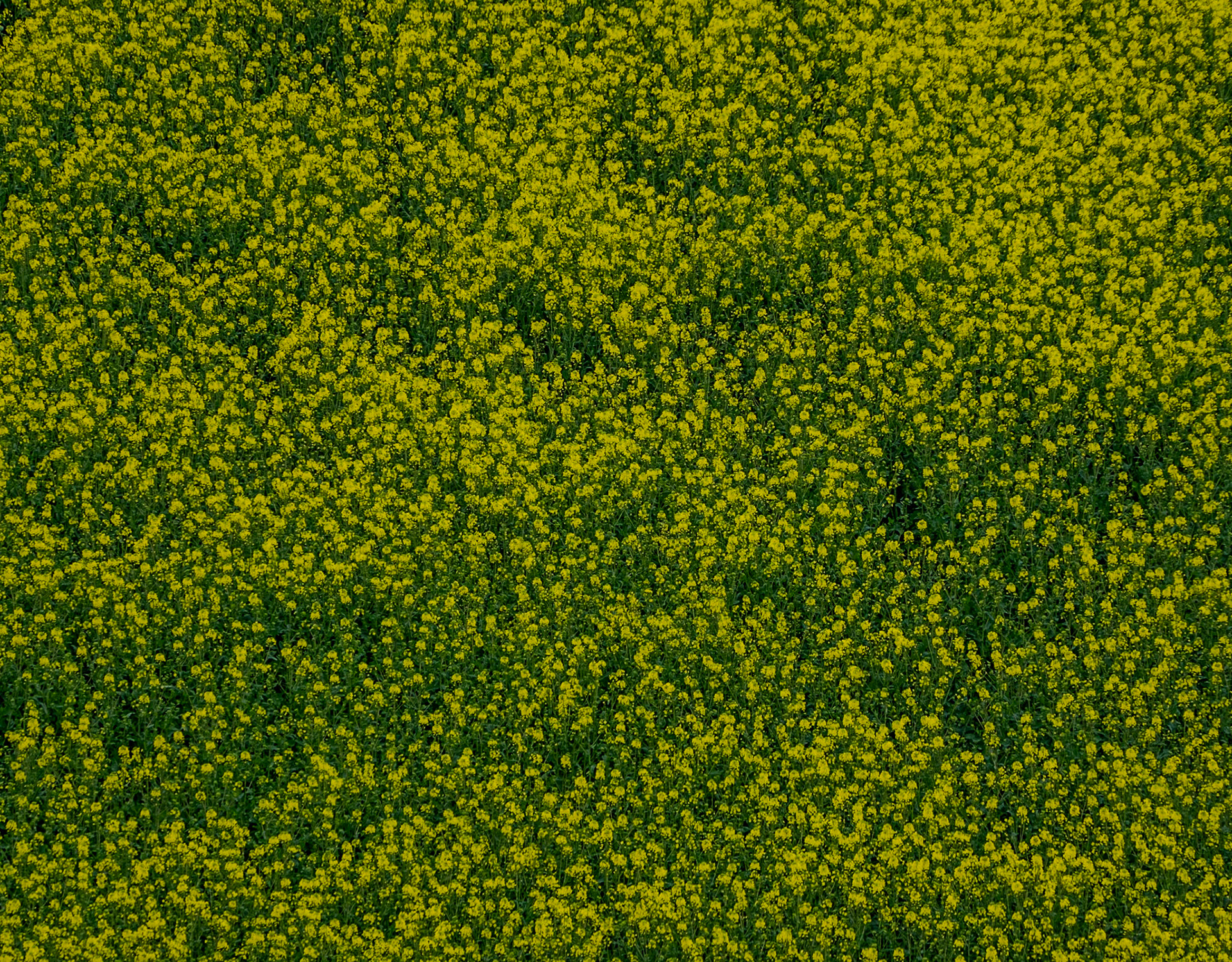 between Terkos and Boyalık: a field of rape or mustard (?)