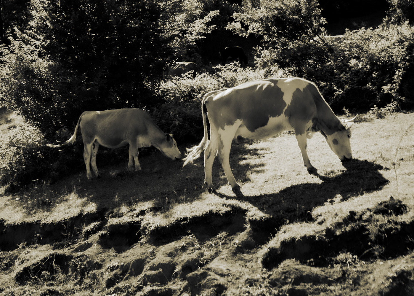 Ezili forest: brown and white cow and calf