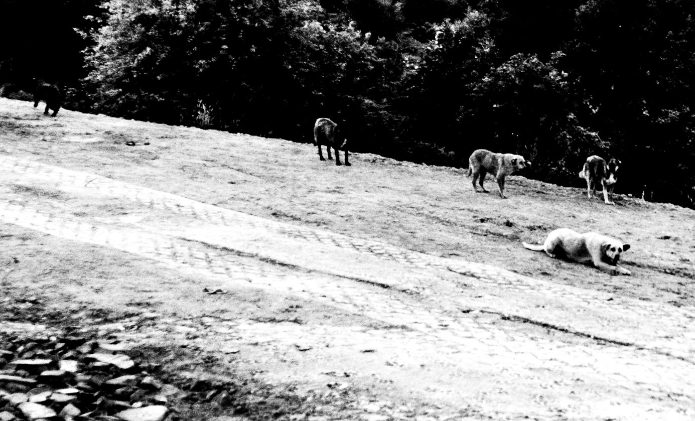Ömerliköy watermain route: a dogville