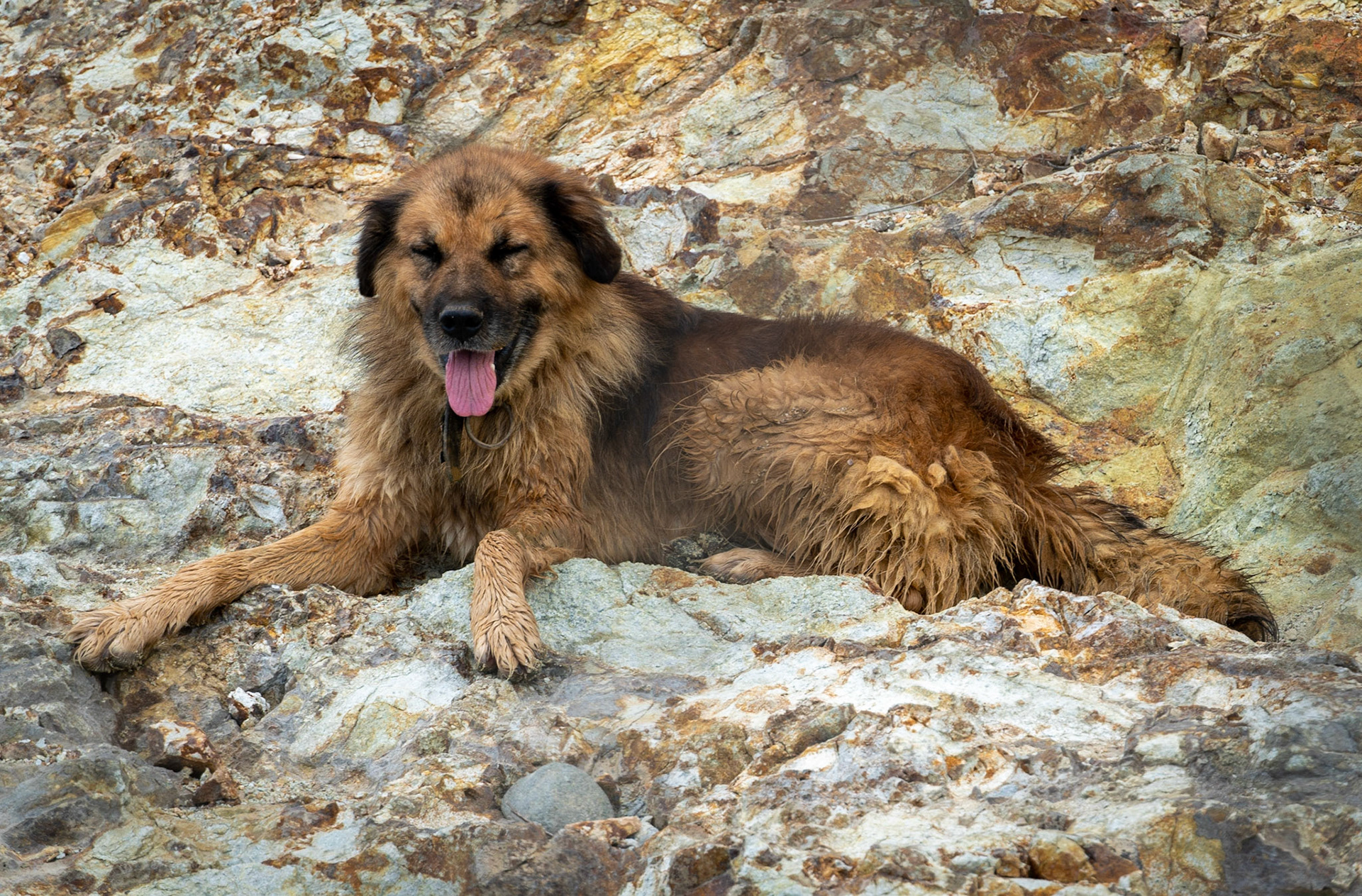 between the English Houses and Riva: Shaggy at its most adorable