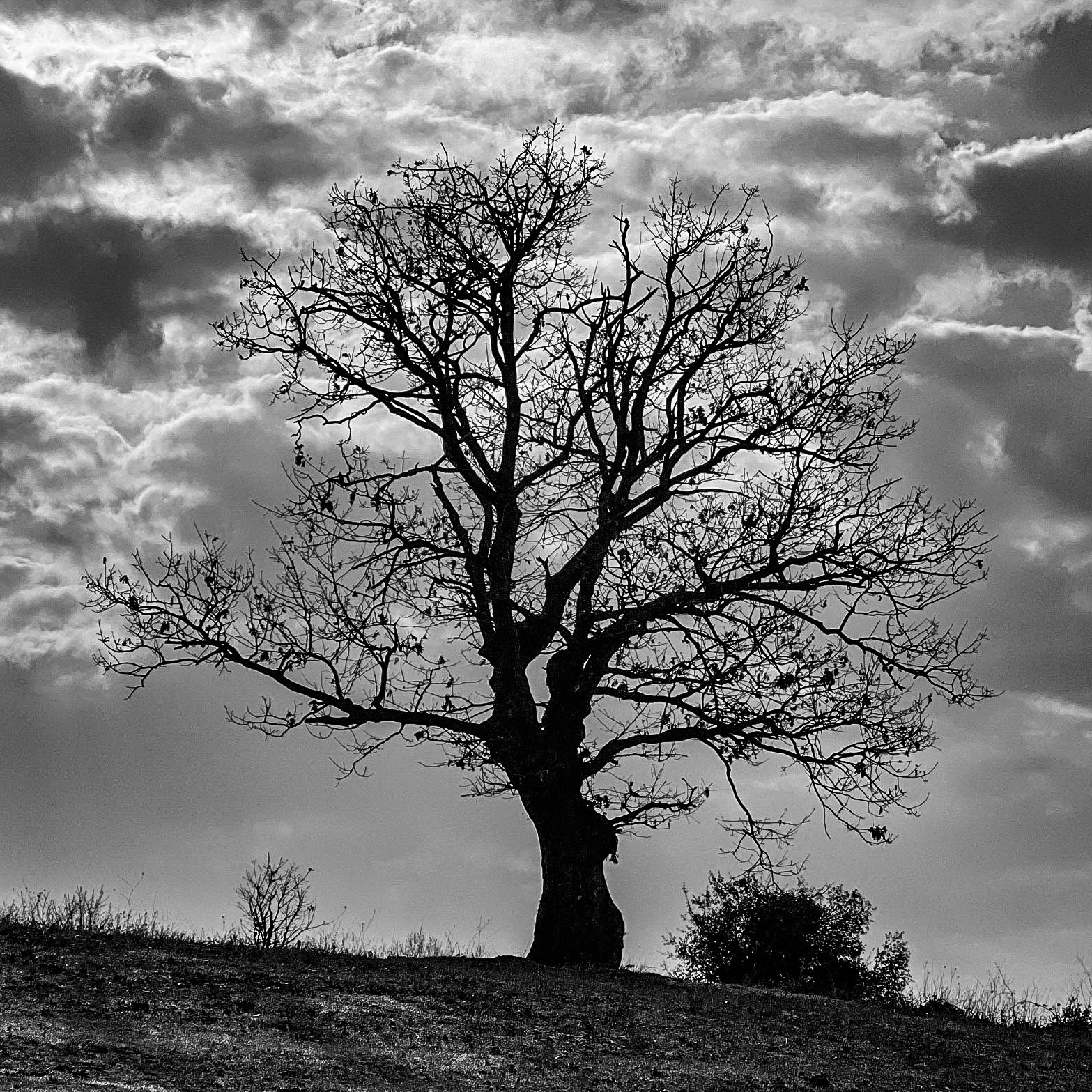 Bozhane S hill: oak (I think)