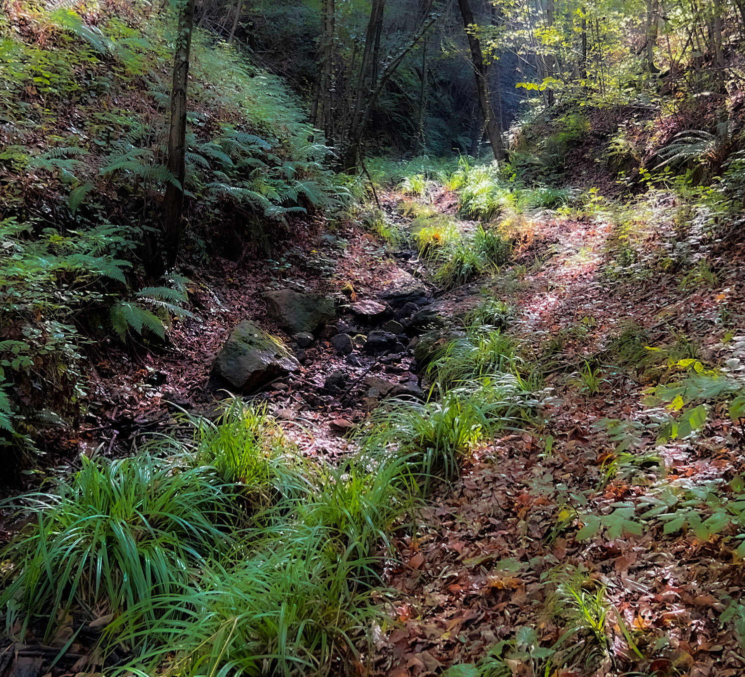 A Deǧirmen tributary streamwalk: stream and forest