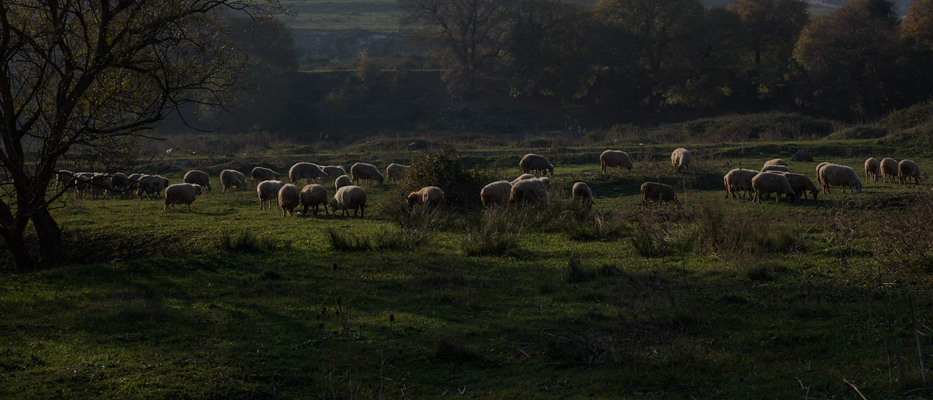 between Altınşehir and Bathonea: a flock of sheep