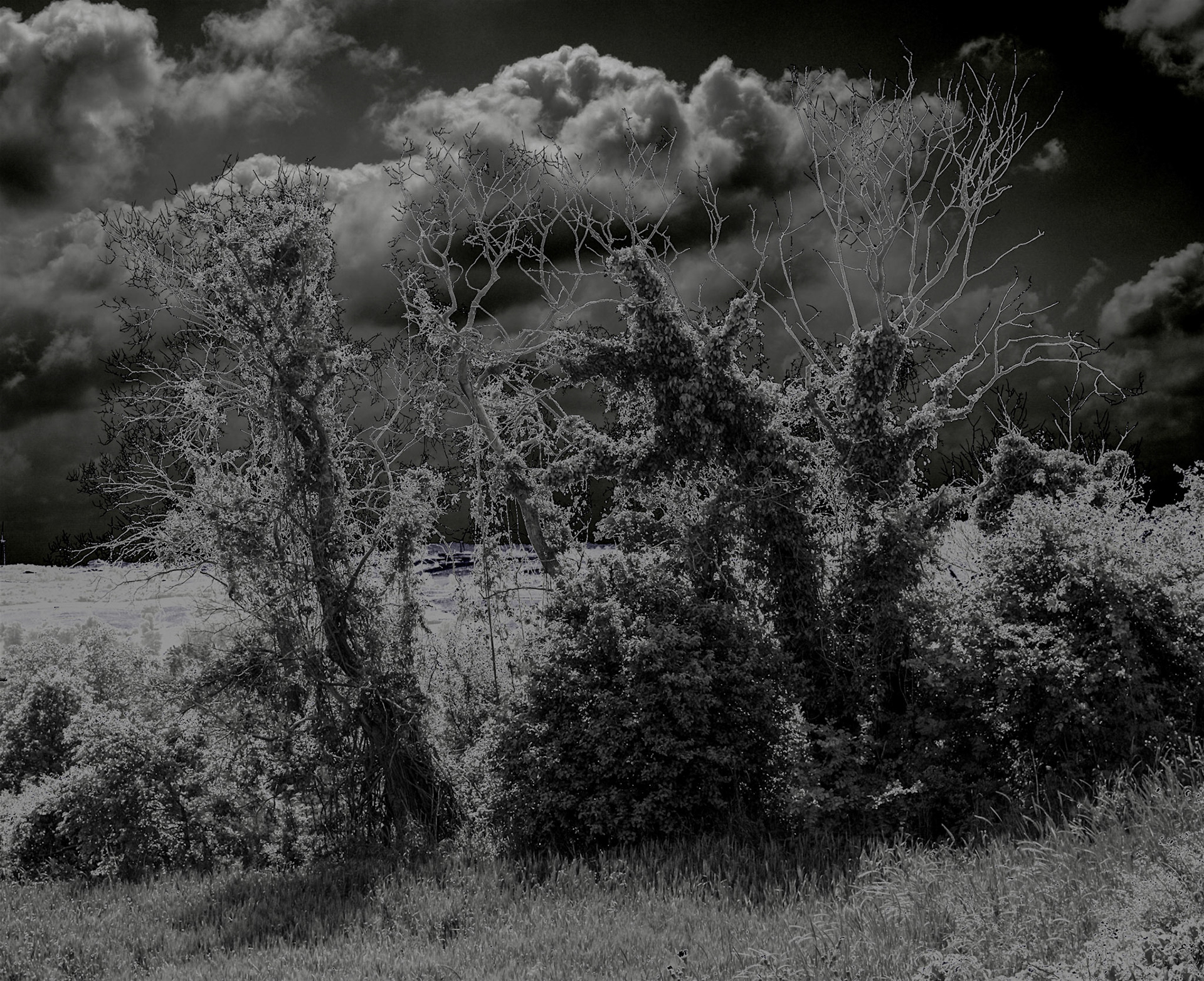 between Germe and Baklalı: wraith-like trees
