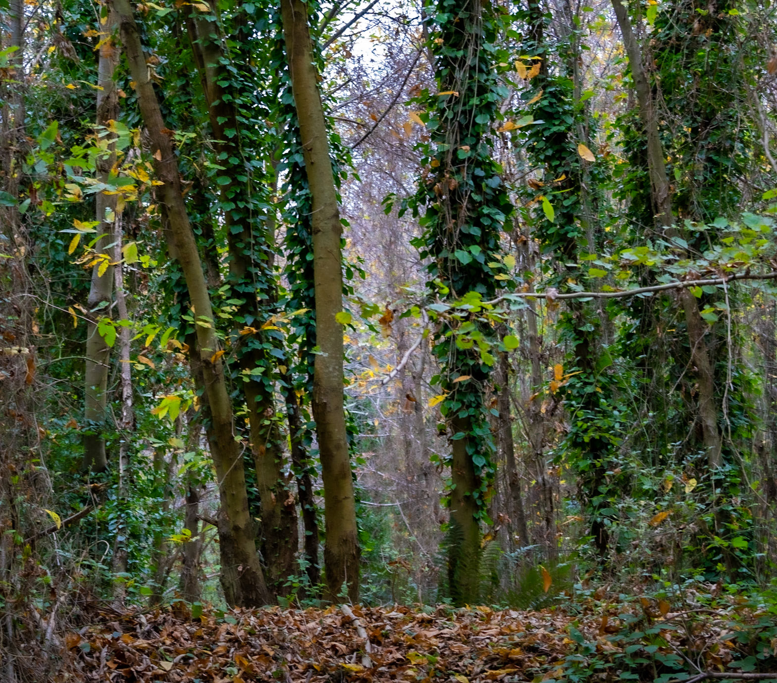 Tokatköy forest: woodscape
