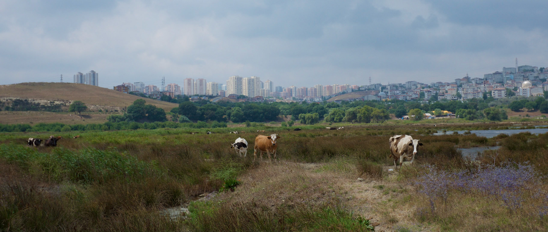 marsh cows in the shadow of Bahçeşehir (I think)