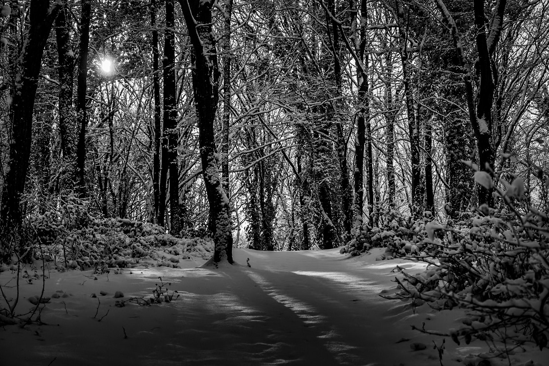 Neşet Suyu forest: sunlight and snow